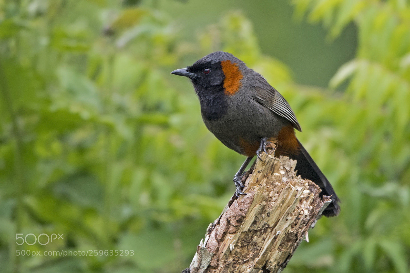 Nikon D5 sample photo. Rufous-necked laughingthrush photography