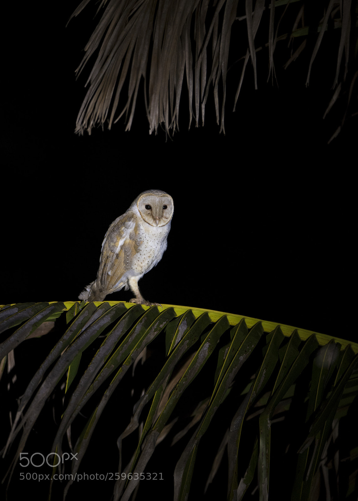 Nikon D750 sample photo. Barn owl photography
