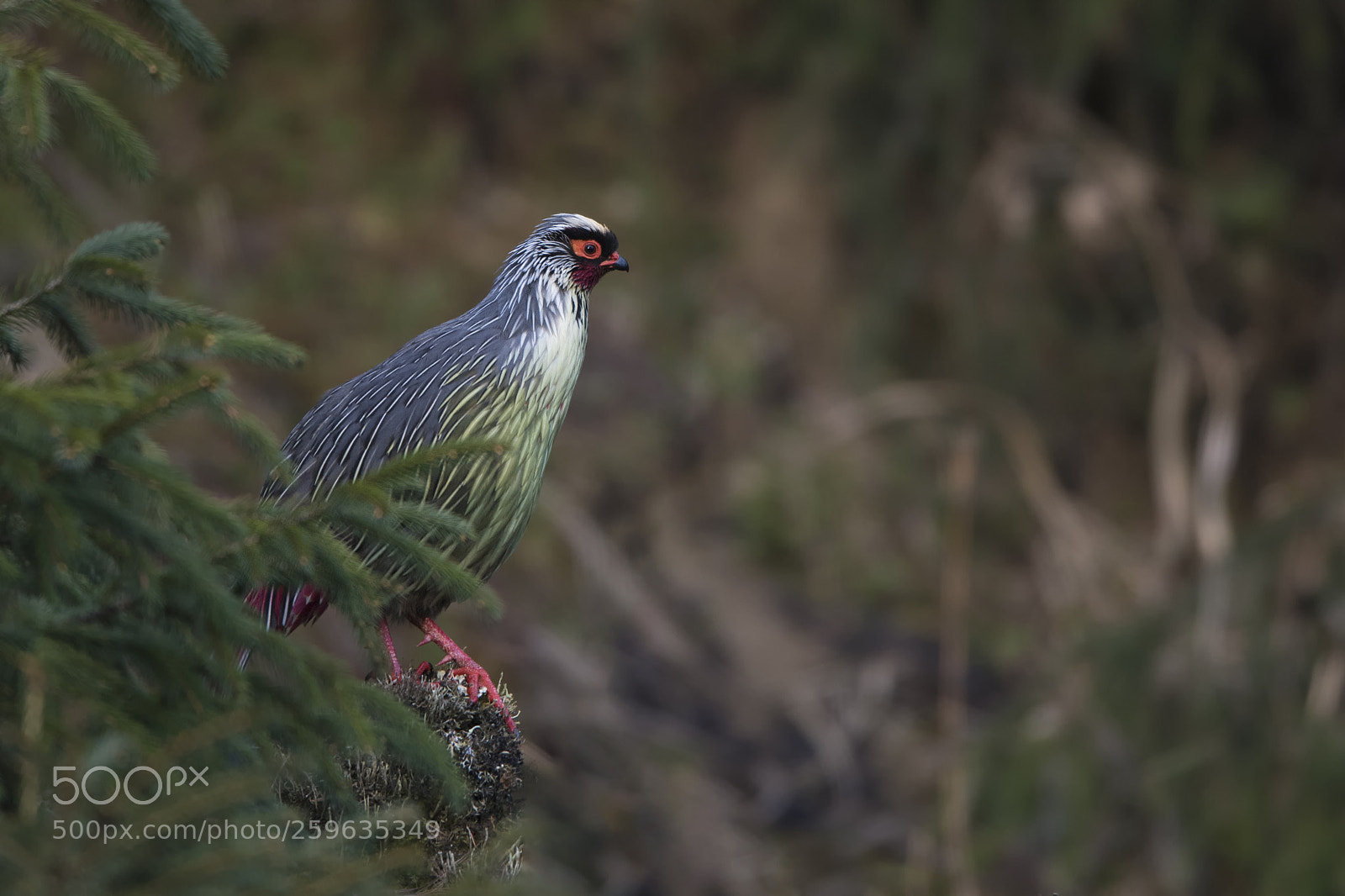 Nikon D5 sample photo. Blood pheasant photography