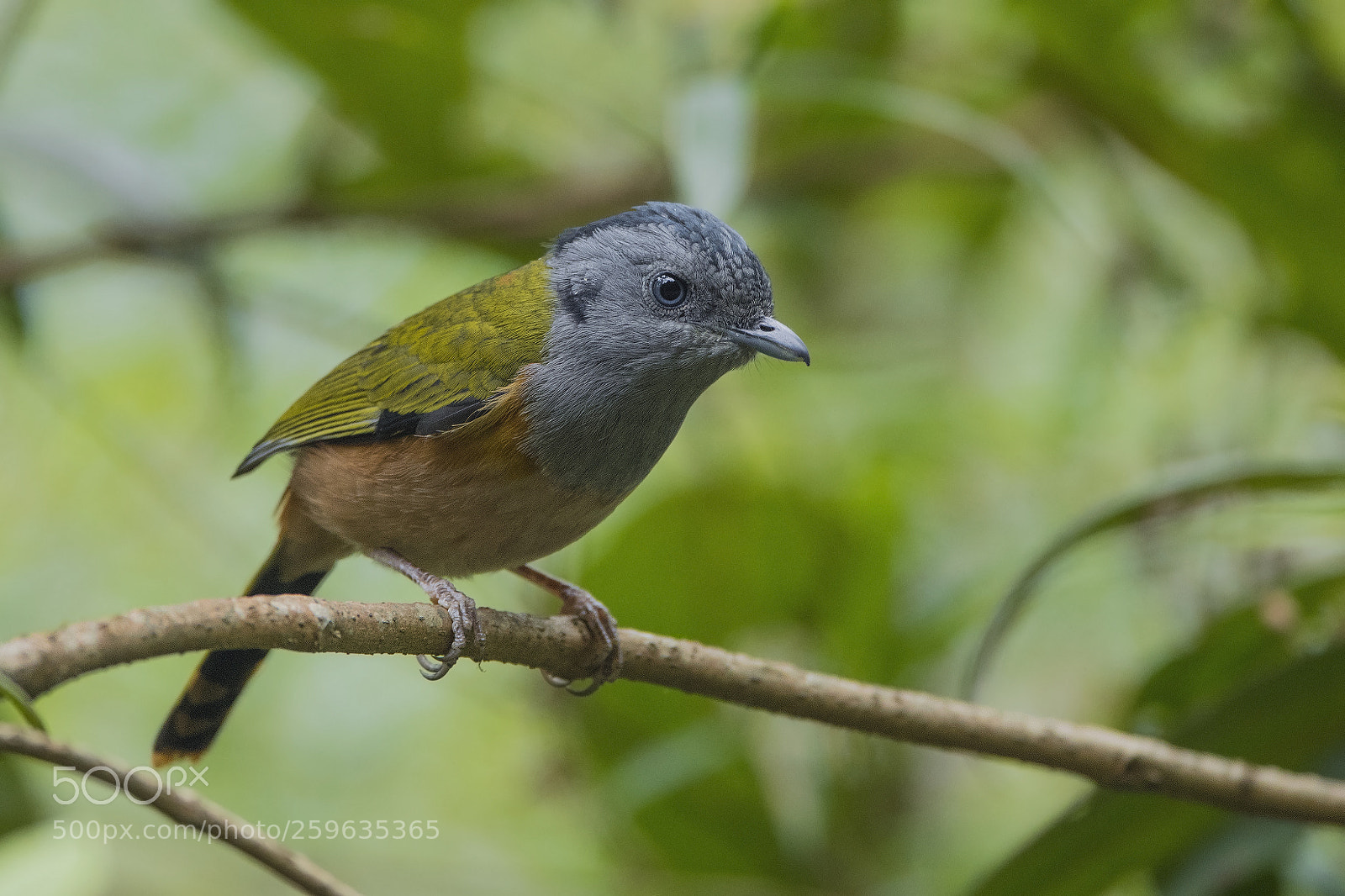 Nikon D5 sample photo. Black-headed shrike babbler photography