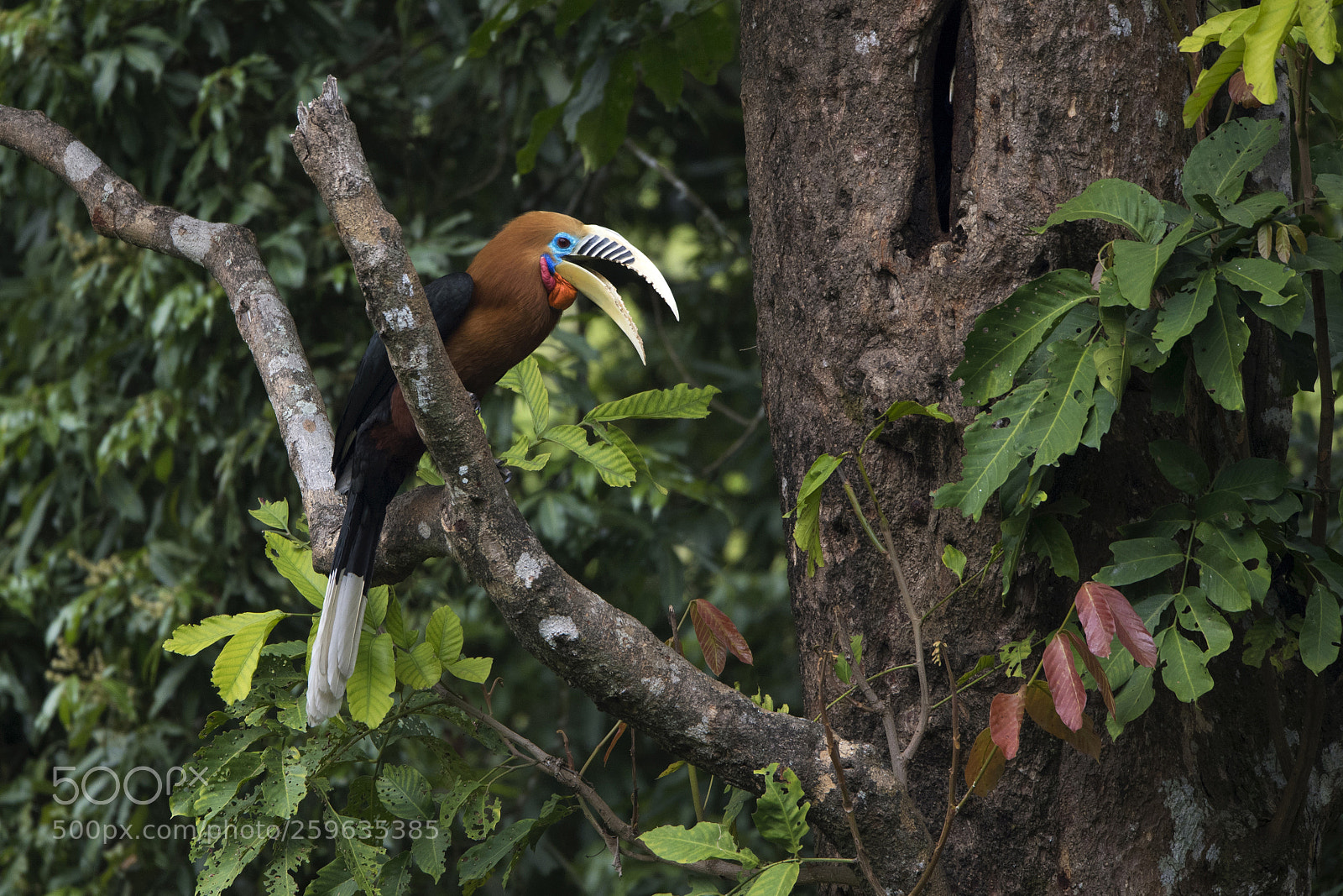Nikon D5 sample photo. Rufous-necked hornbill photography