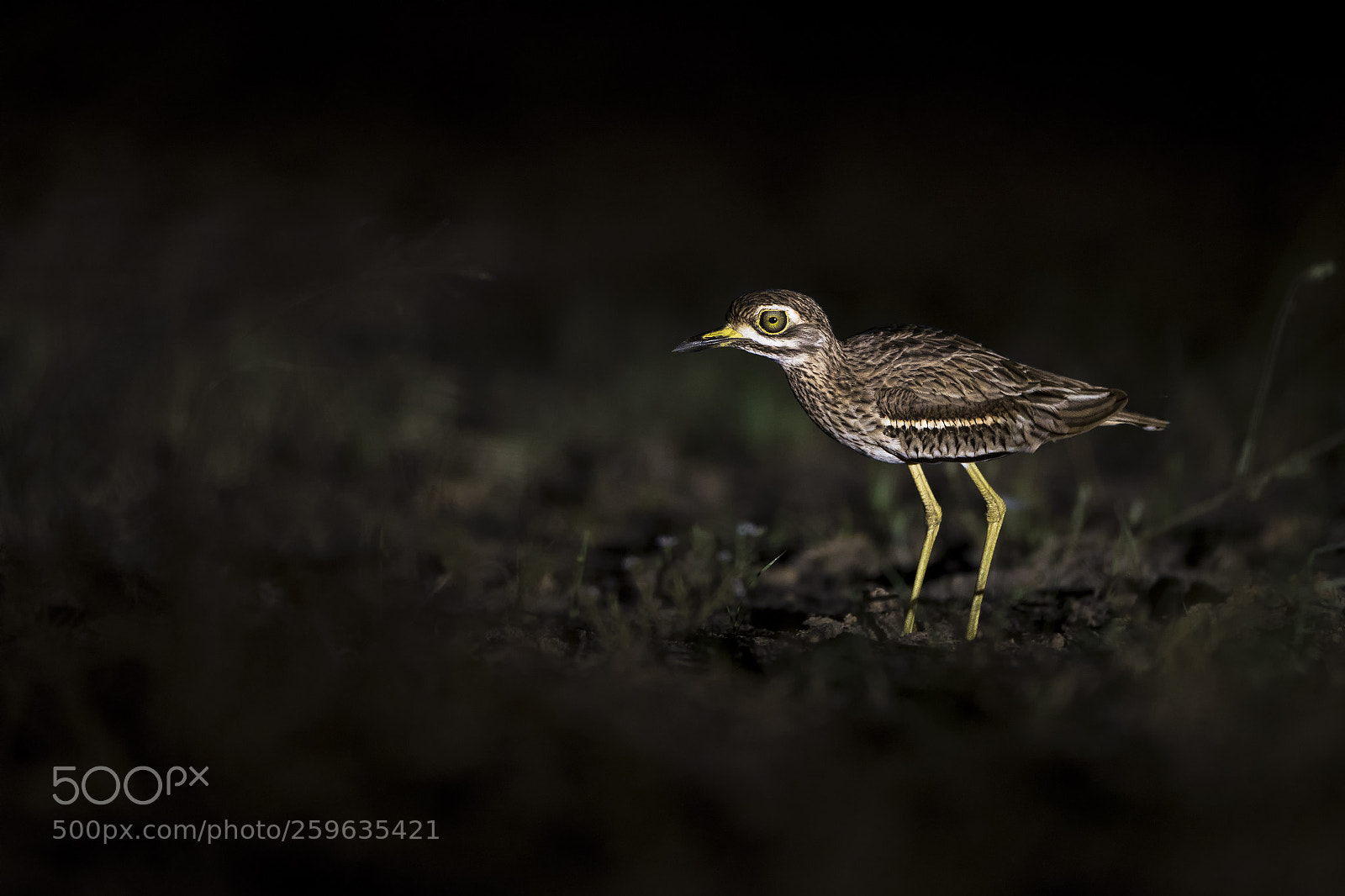 Nikon D750 sample photo. Indian stone-curlew photography