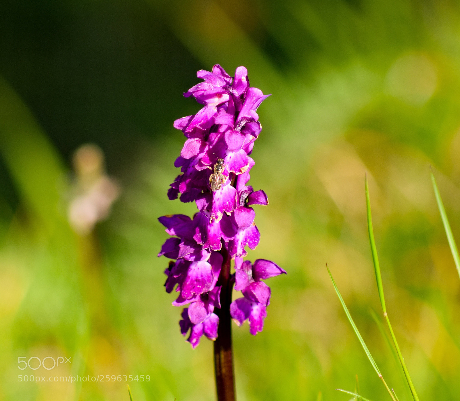 Nikon D5300 sample photo. Une abeille sur une photography