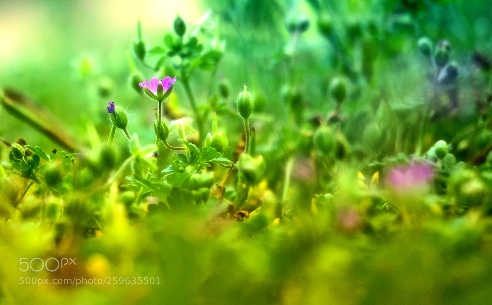 Sony SLT-A58 sample photo. Miniature dreamland photography