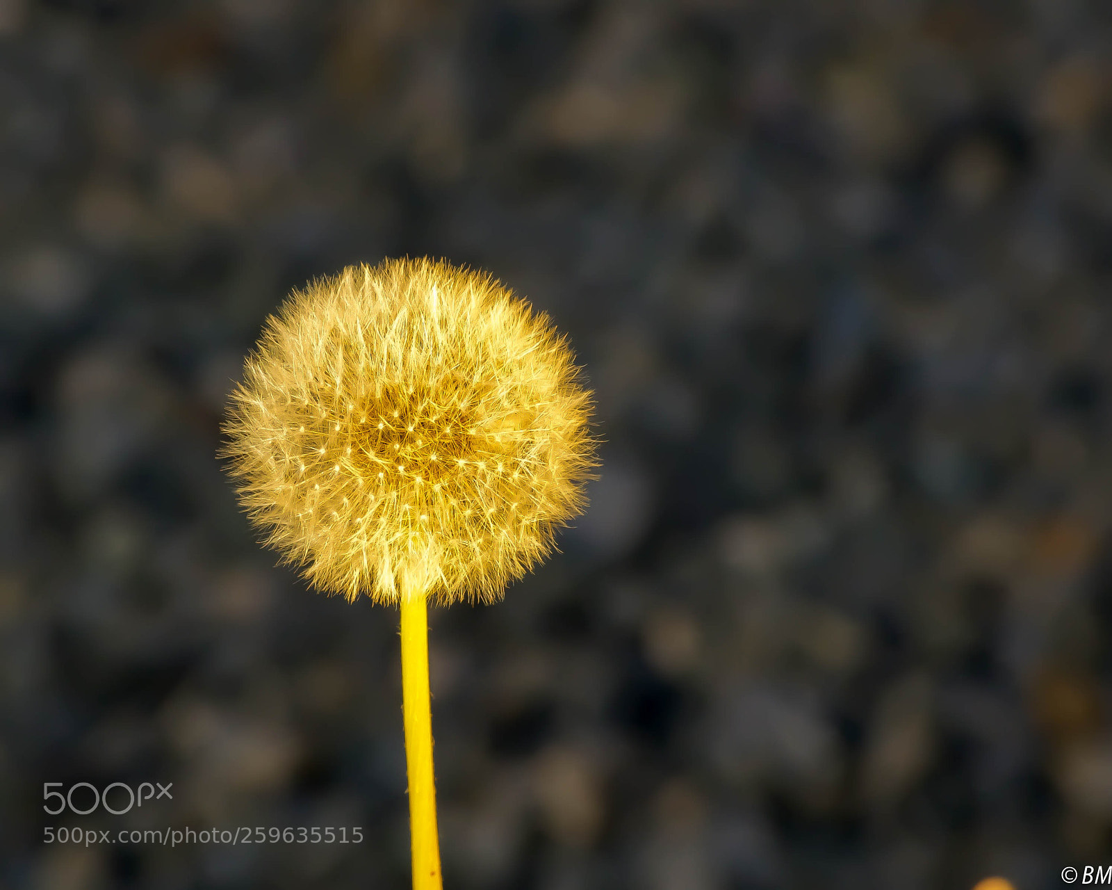 Nikon D750 sample photo. Reflection photography