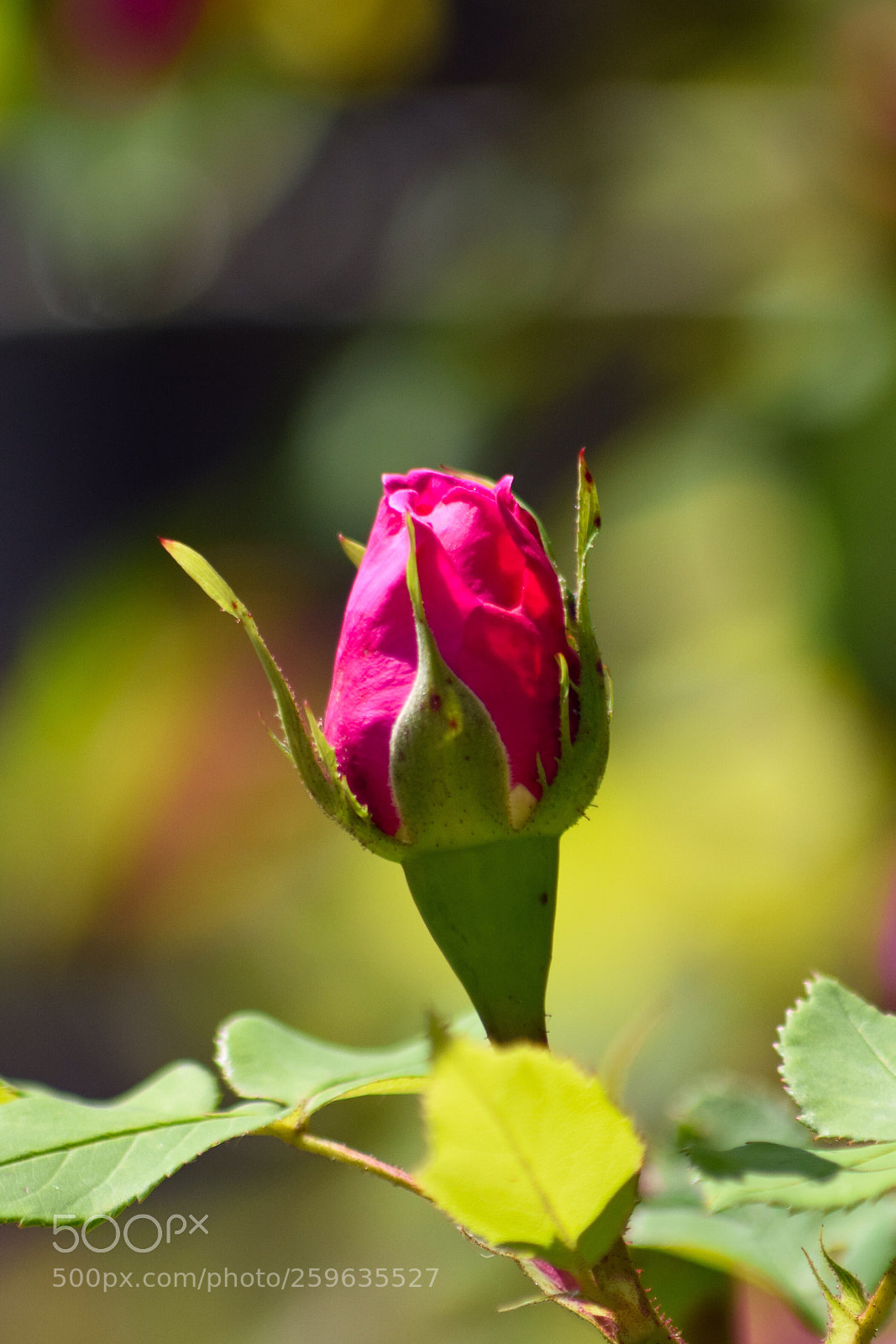 Nikon D5300 sample photo. Un bouton de rose photography