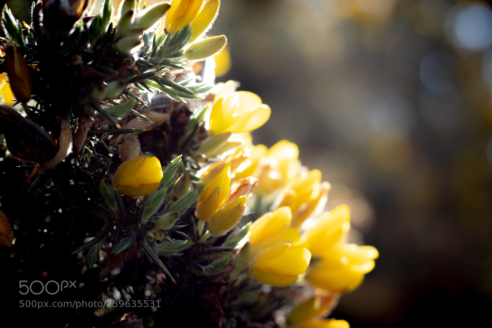 Canon EOS 1300D (EOS Rebel T6 / EOS Kiss X80) sample photo. Yellow heath flowers in photography