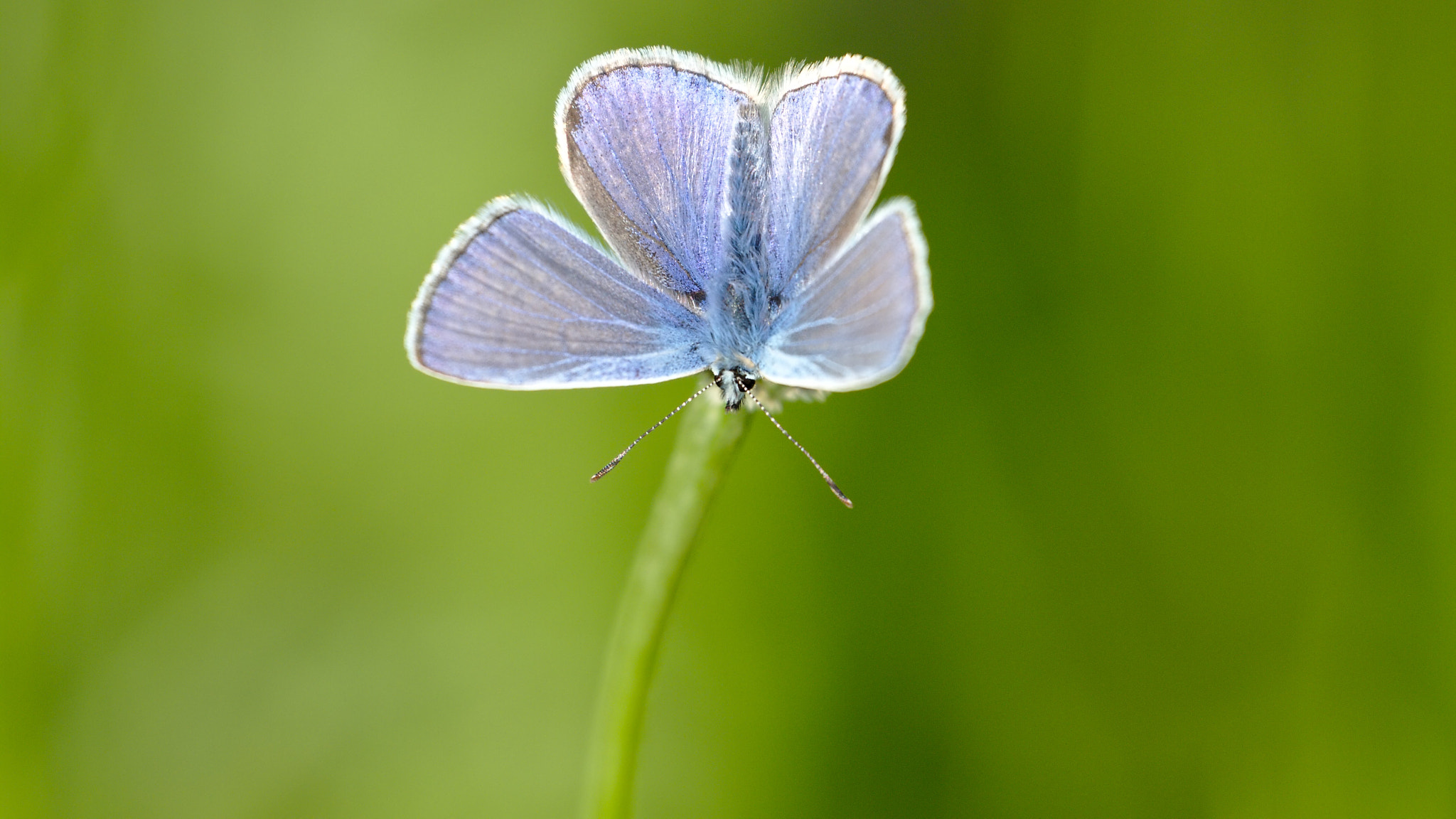 Canon EF 70-300mm F4-5.6L IS USM sample photo. Common blue photography