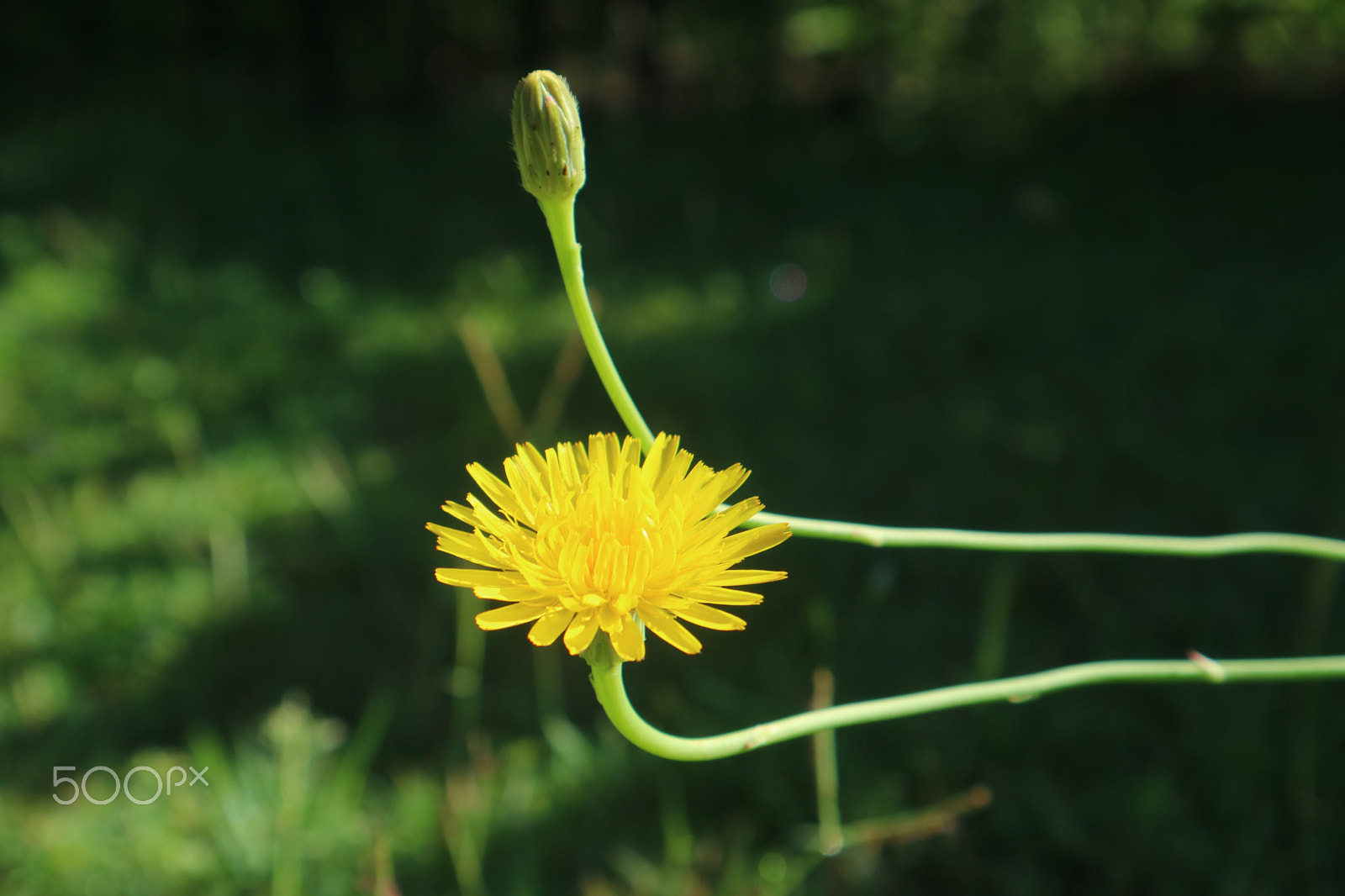 Canon EOS M3 sample photo. Garden~ photography