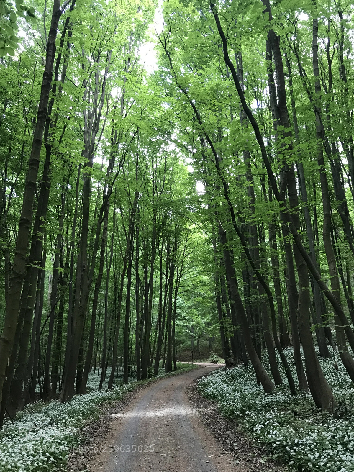 Apple iPhone 7 sample photo. Path in a forest  photography