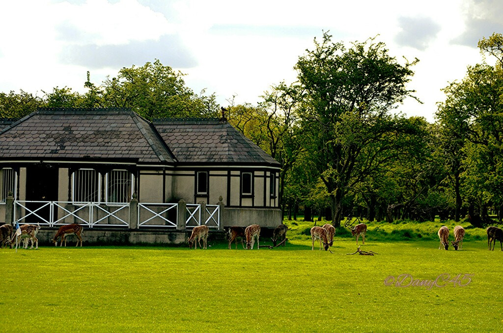 Nikon D5100 sample photo. 13 dublin photography