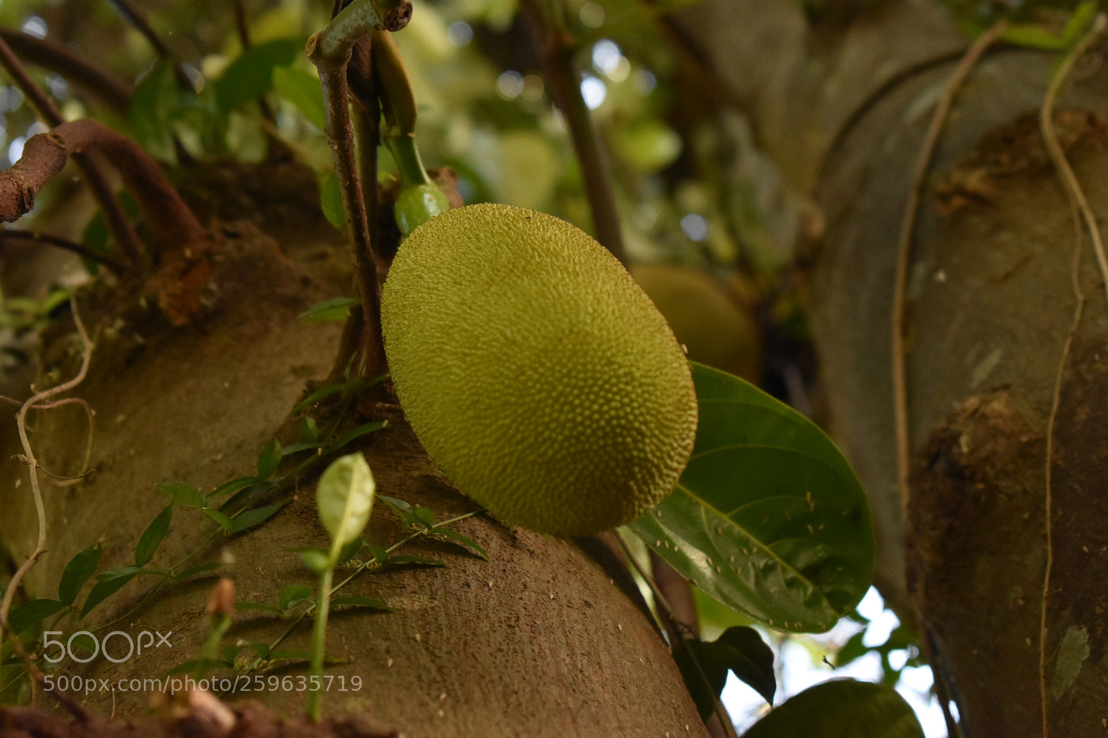 Nikon D3400 sample photo. Jackfruit photography