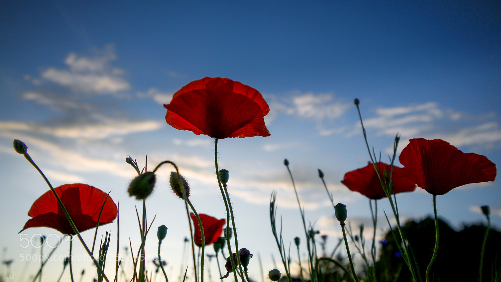 Sony a6500 sample photo. Red poppies, blue sky photography