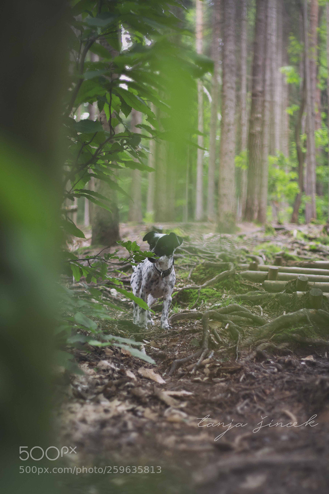 Canon EOS 700D (EOS Rebel T5i / EOS Kiss X7i) sample photo. In the forest photography