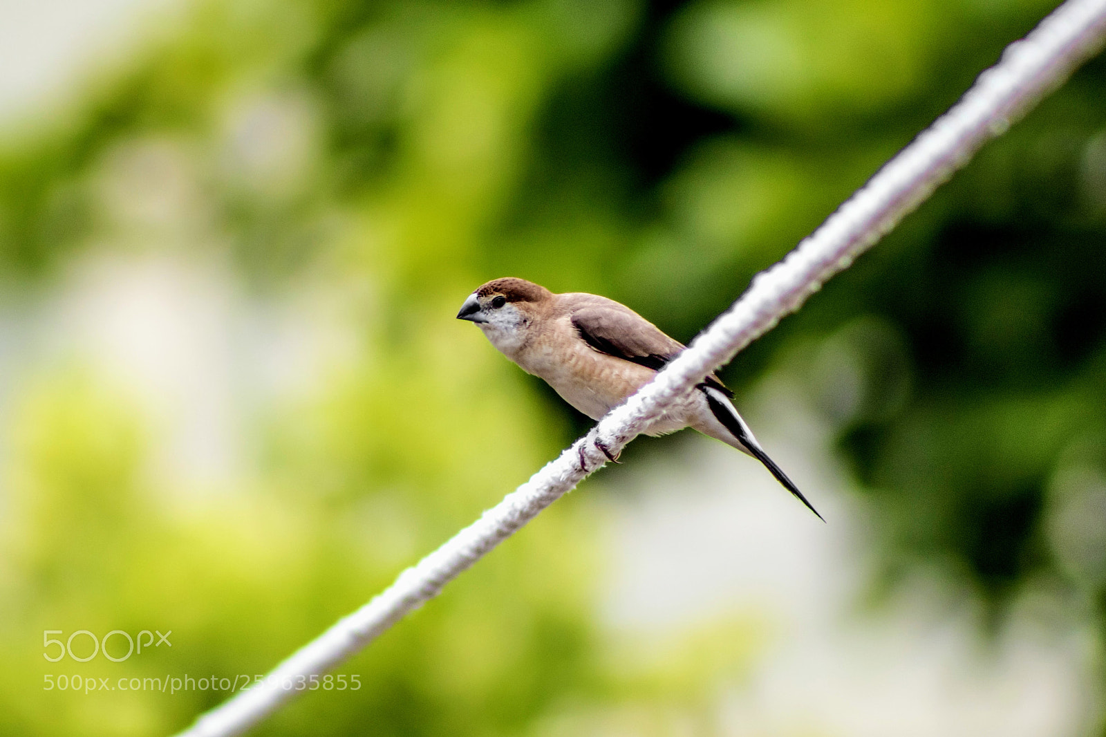 Canon EOS 750D (EOS Rebel T6i / EOS Kiss X8i) sample photo. Bird photography