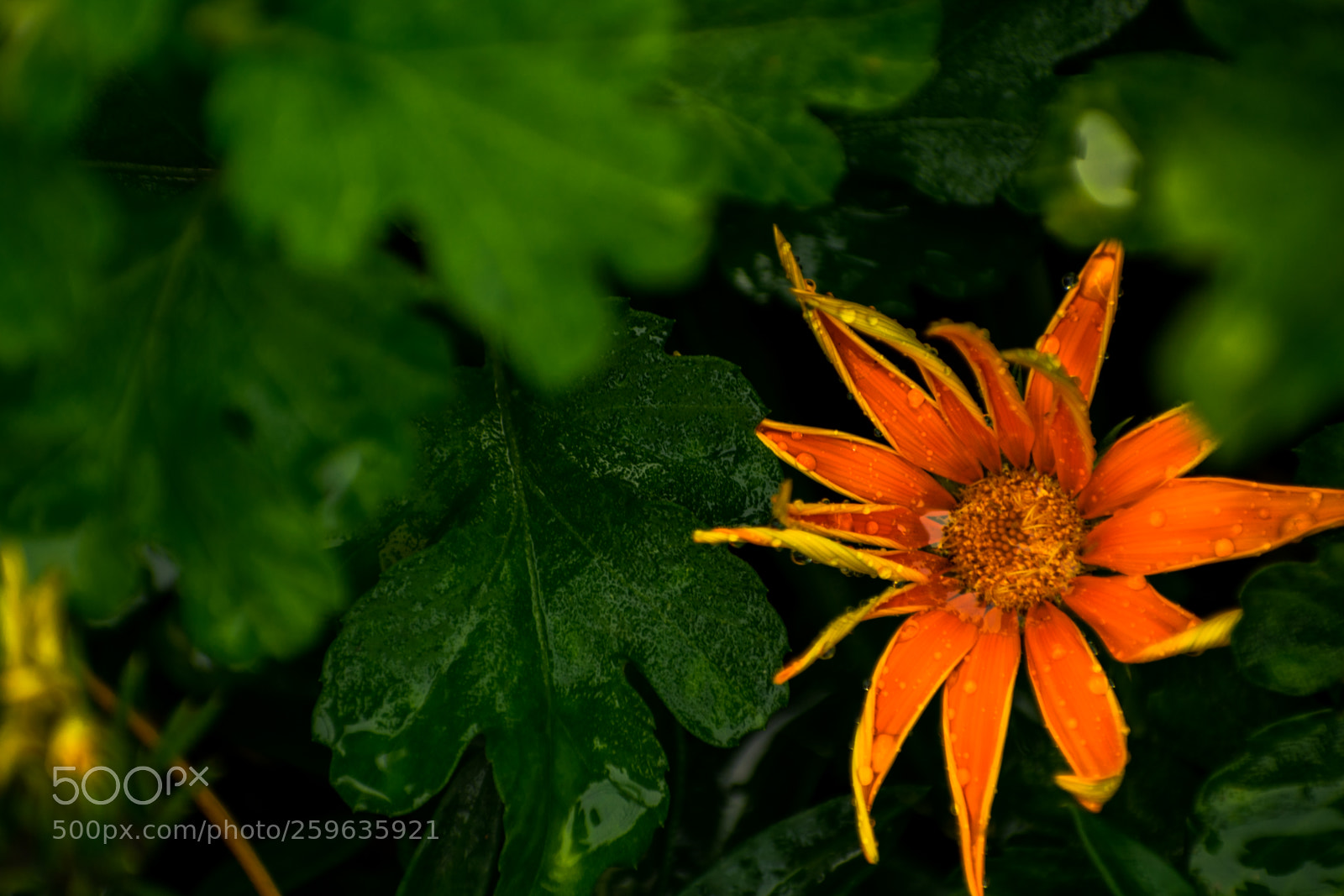 Nikon D5300 sample photo. Orangewildflower photography