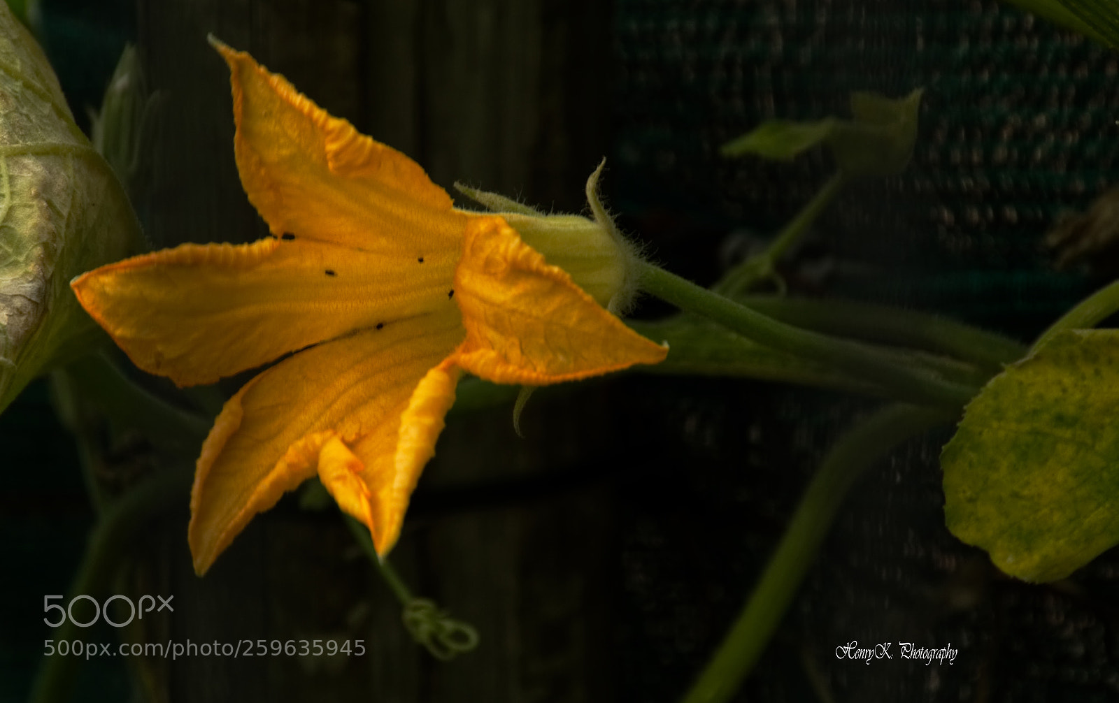 Nikon D3200 sample photo. Pumpkin flower photography