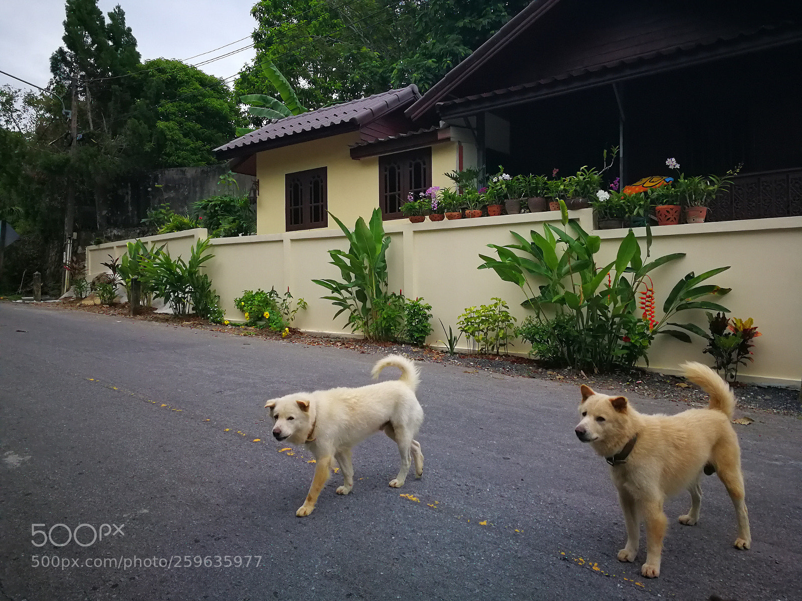 HUAWEI P10 sample photo. Security photography