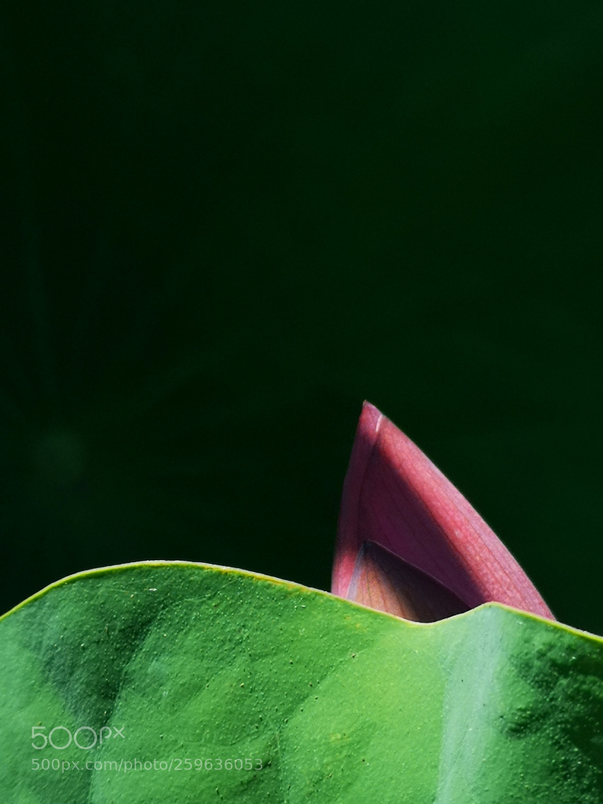 HUAWEI CLT-L29 sample photo. Untitled photography