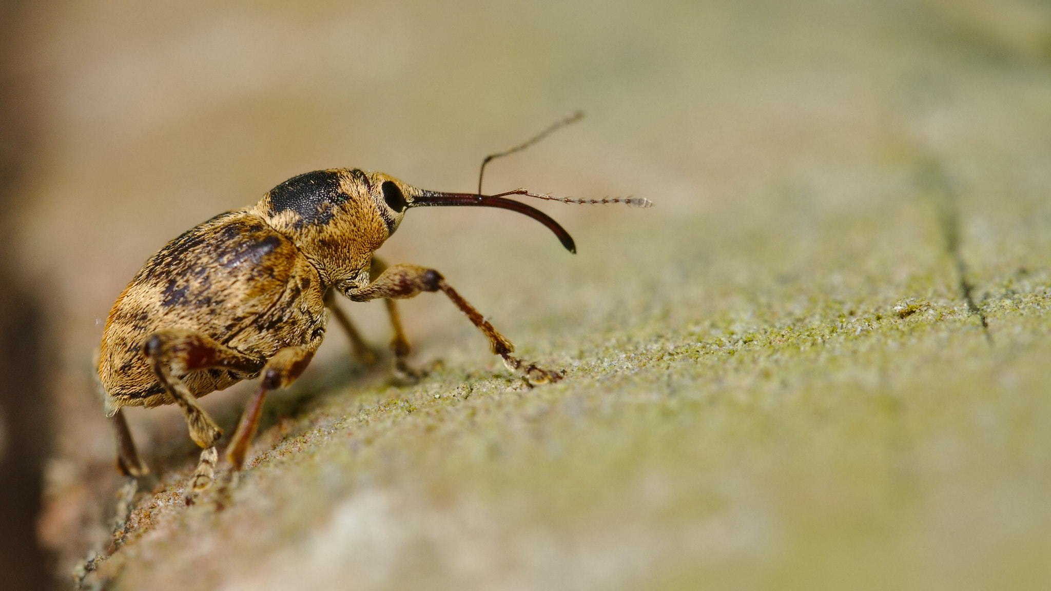 Canon EOS 7D + Canon EF 100mm F2.8L Macro IS USM sample photo. Curculio glandium photography