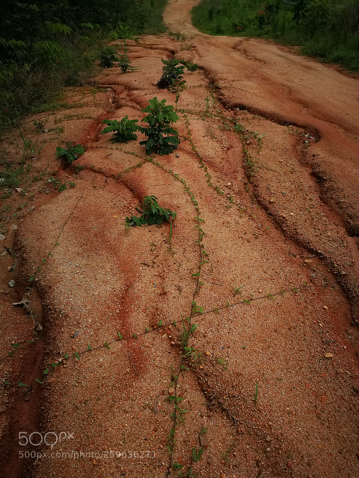 HUAWEI P10 sample photo. View photography