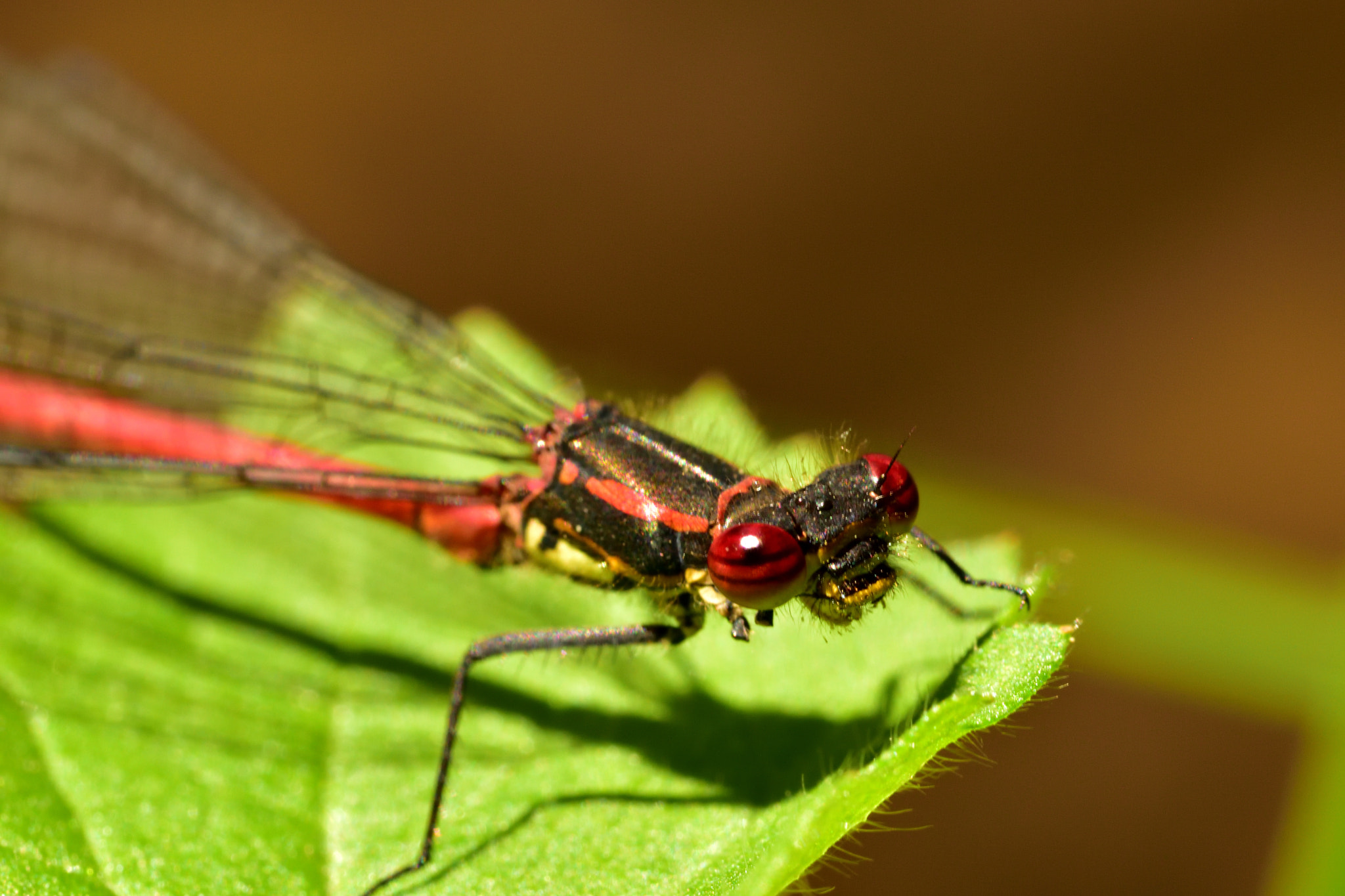 Sigma 105mm F2.8 EX DG OS HSM sample photo. Dragonfly photography