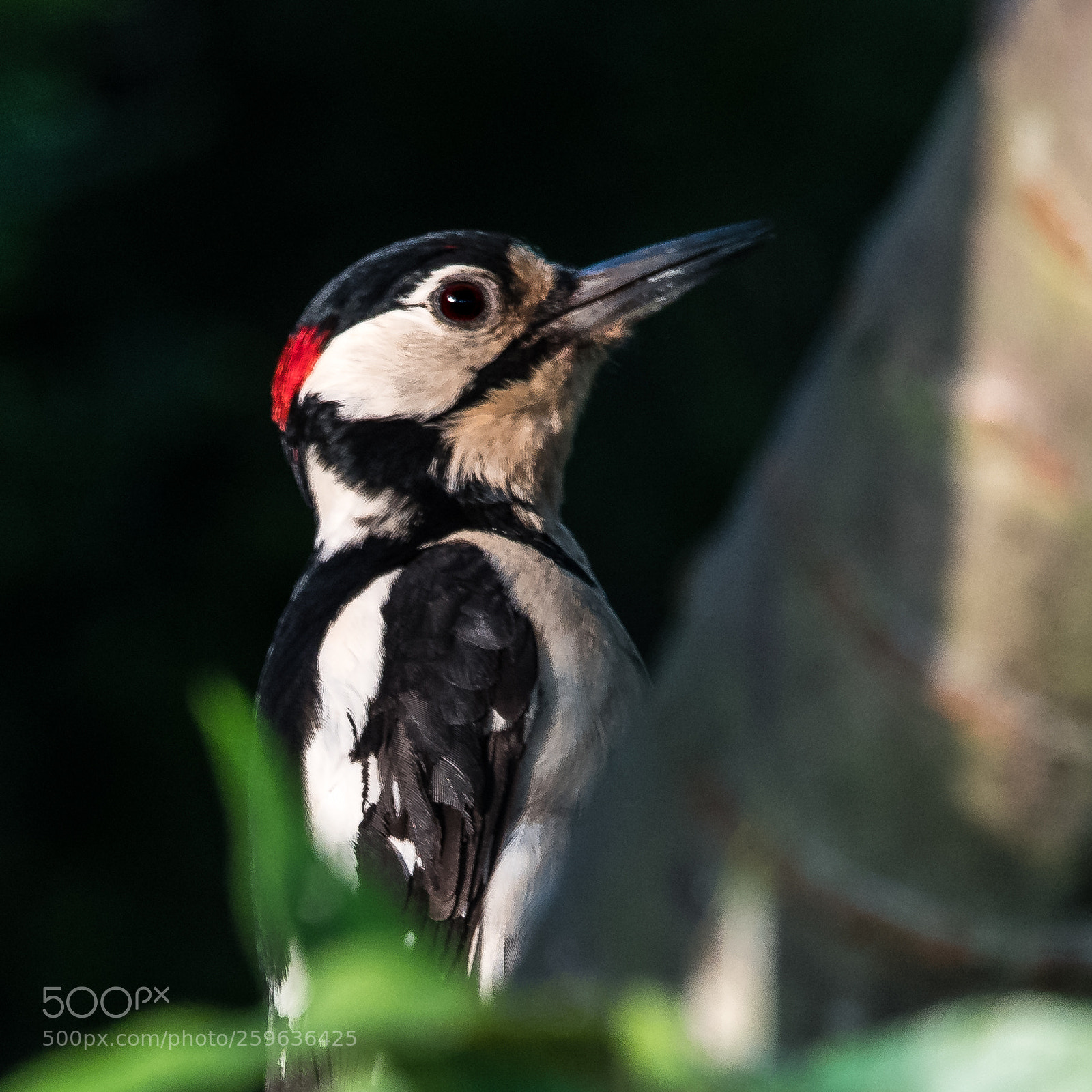 Nikon D850 sample photo. The pecker photography