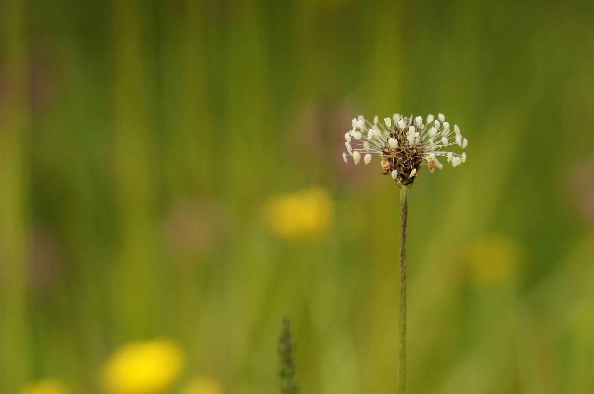 Sony SLT-A57 sample photo. Plantain photography