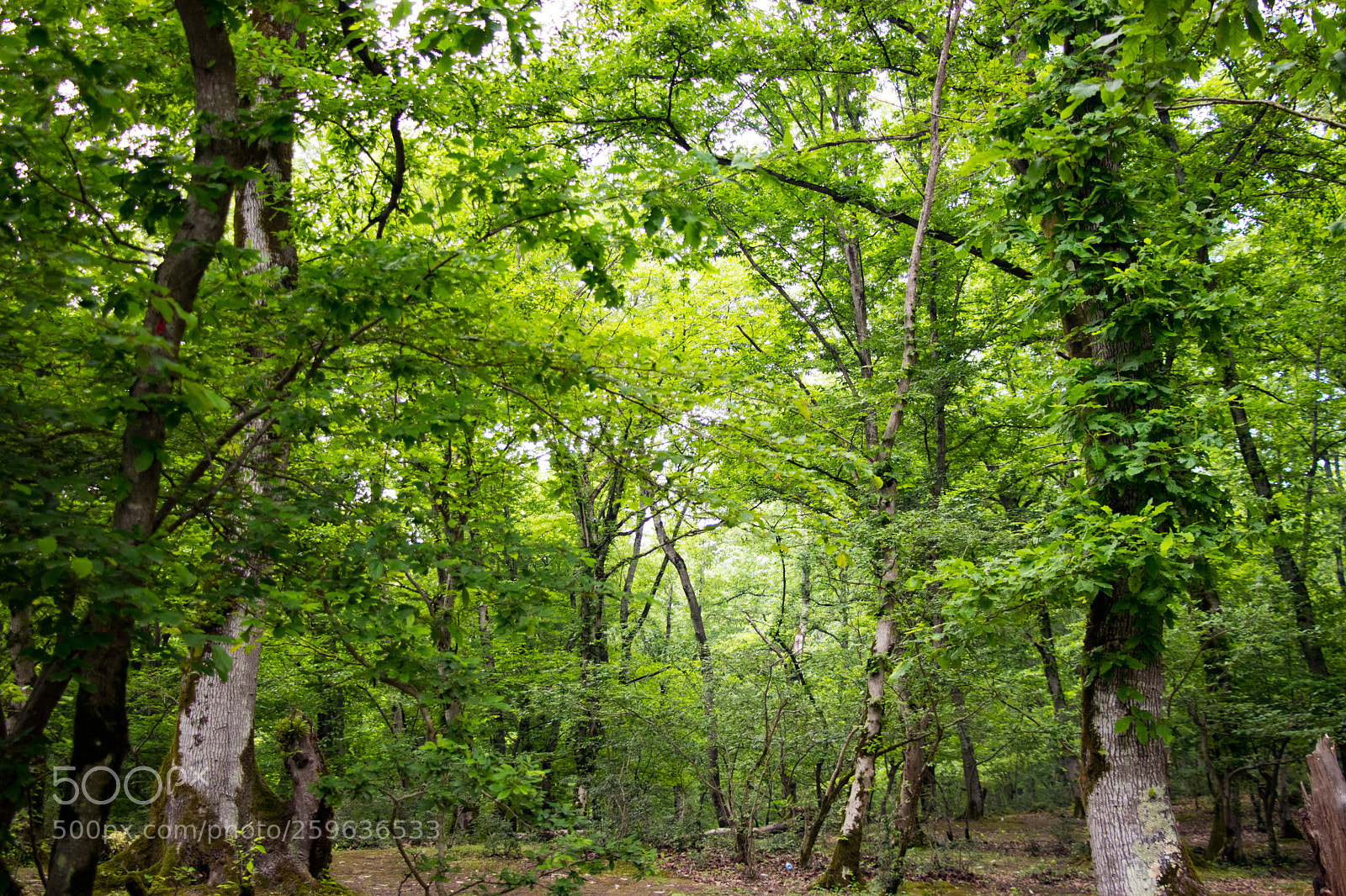 Canon EOS 80D sample photo. Forrest photography