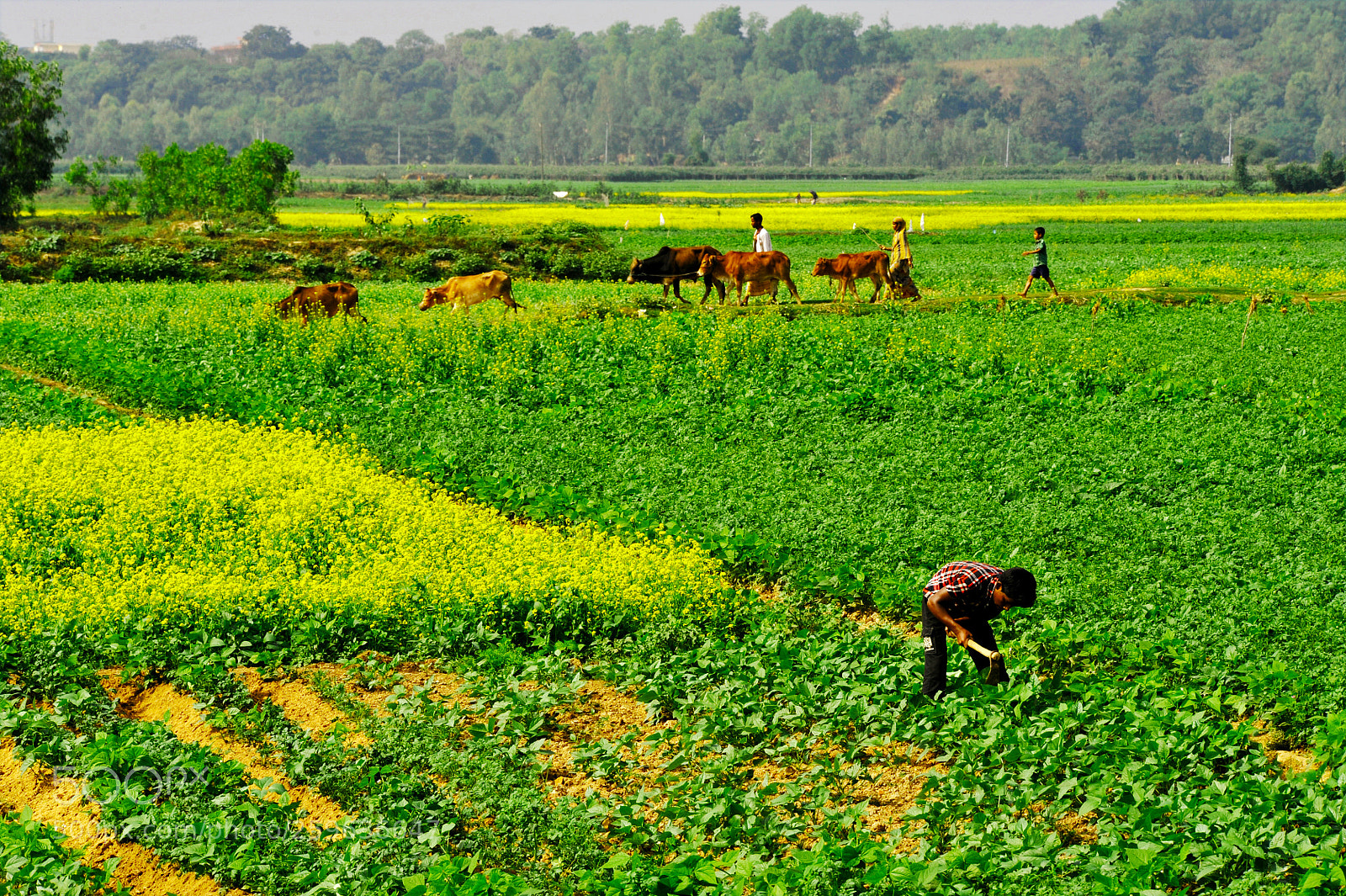Nikon D700 sample photo. Green field photography