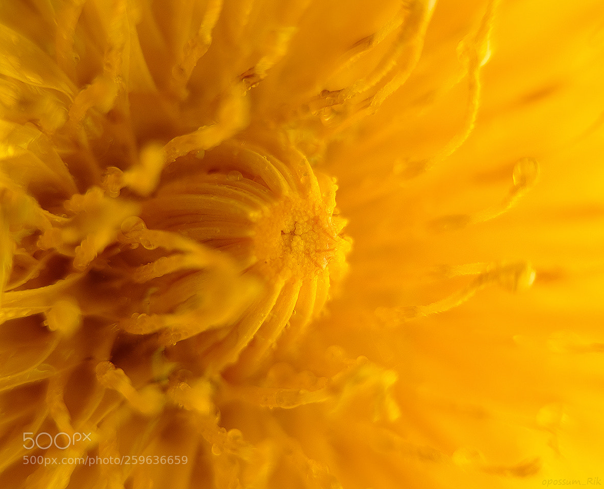 Panasonic Lumix DMC-FZ1000 sample photo. Dandelion photography