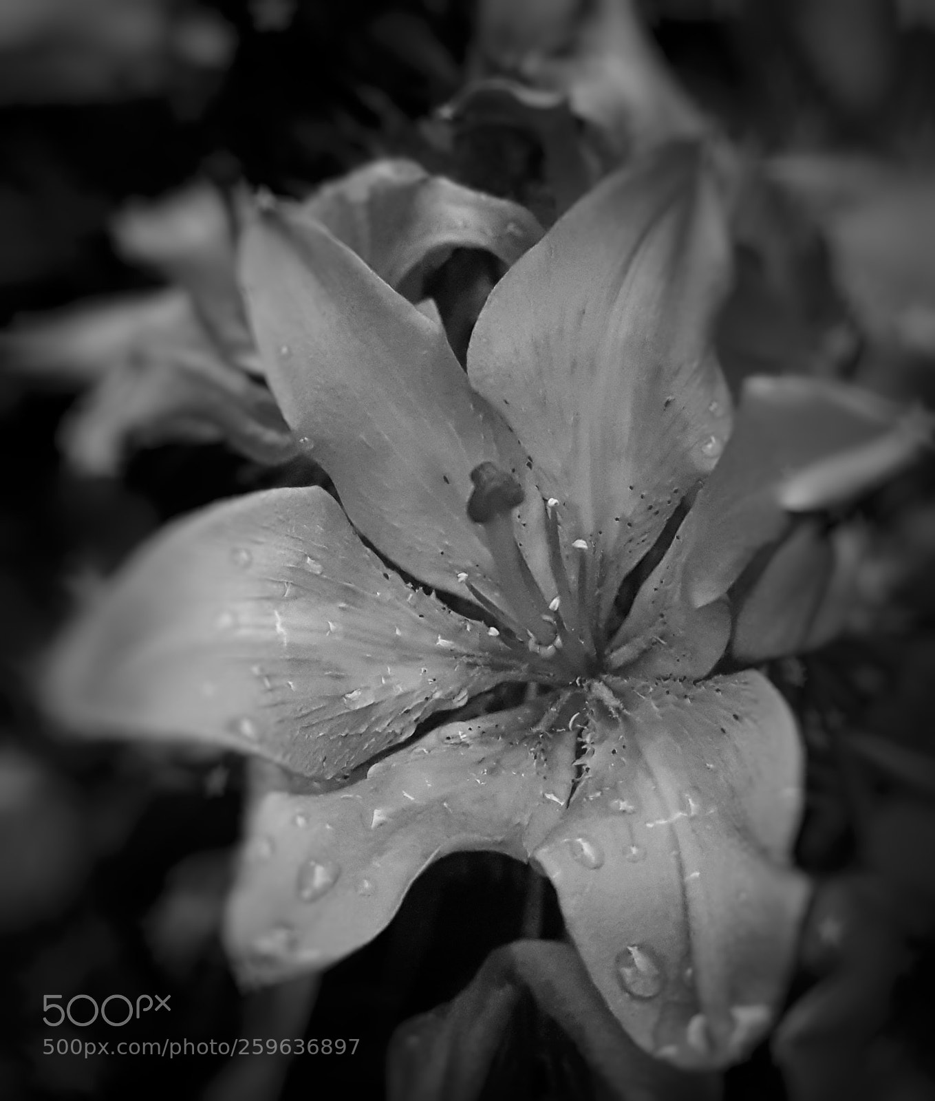 Samsung Galaxy S7 sample photo. B&w photography