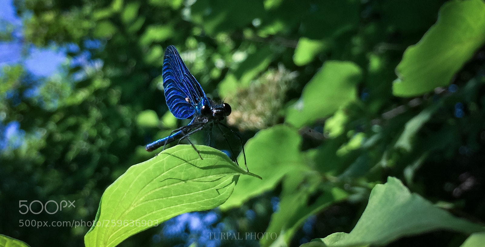 Apple iPhone 5s sample photo. Argun 
 photography