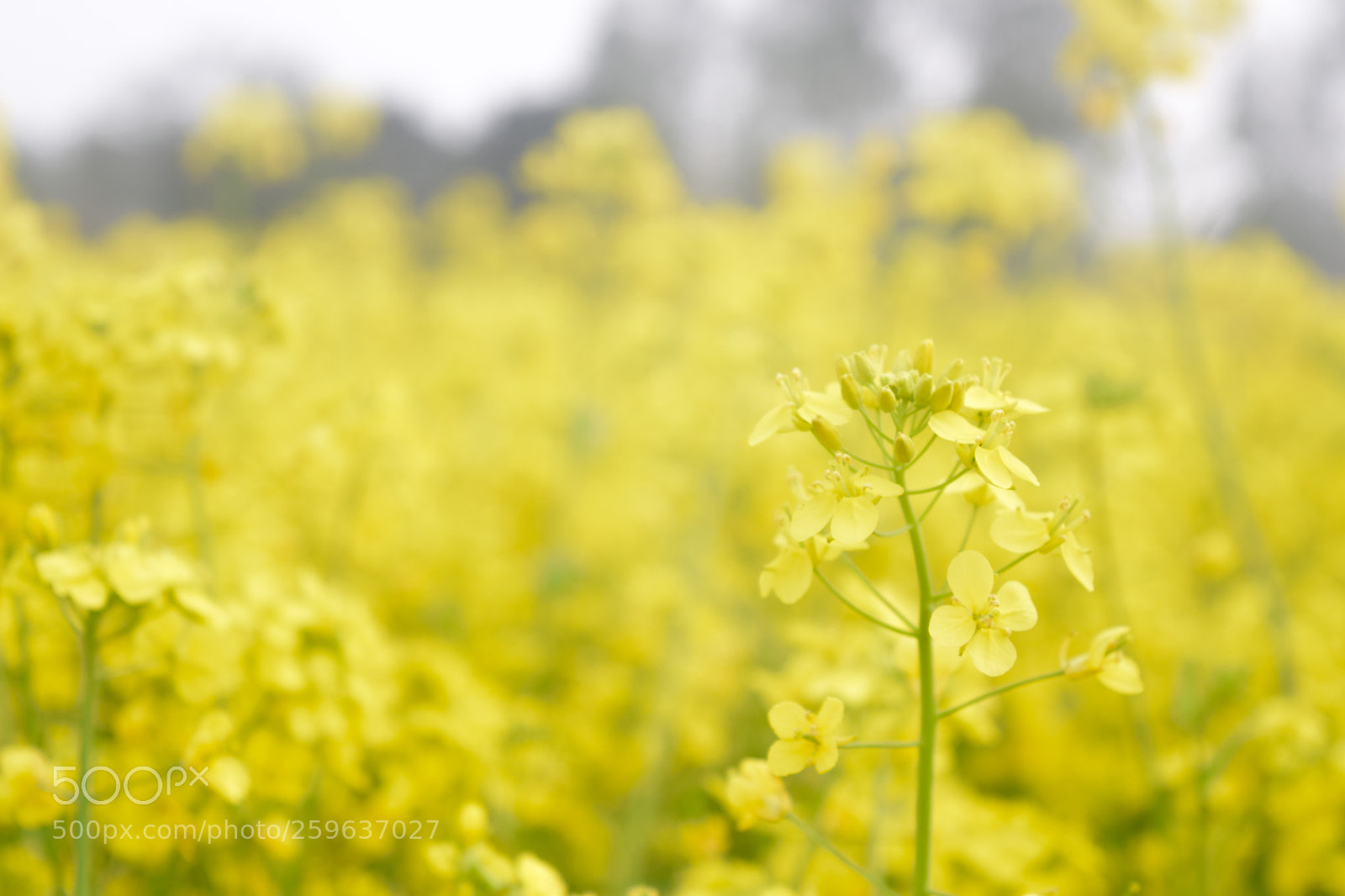Nikon D5300 sample photo. Sign of nature photography