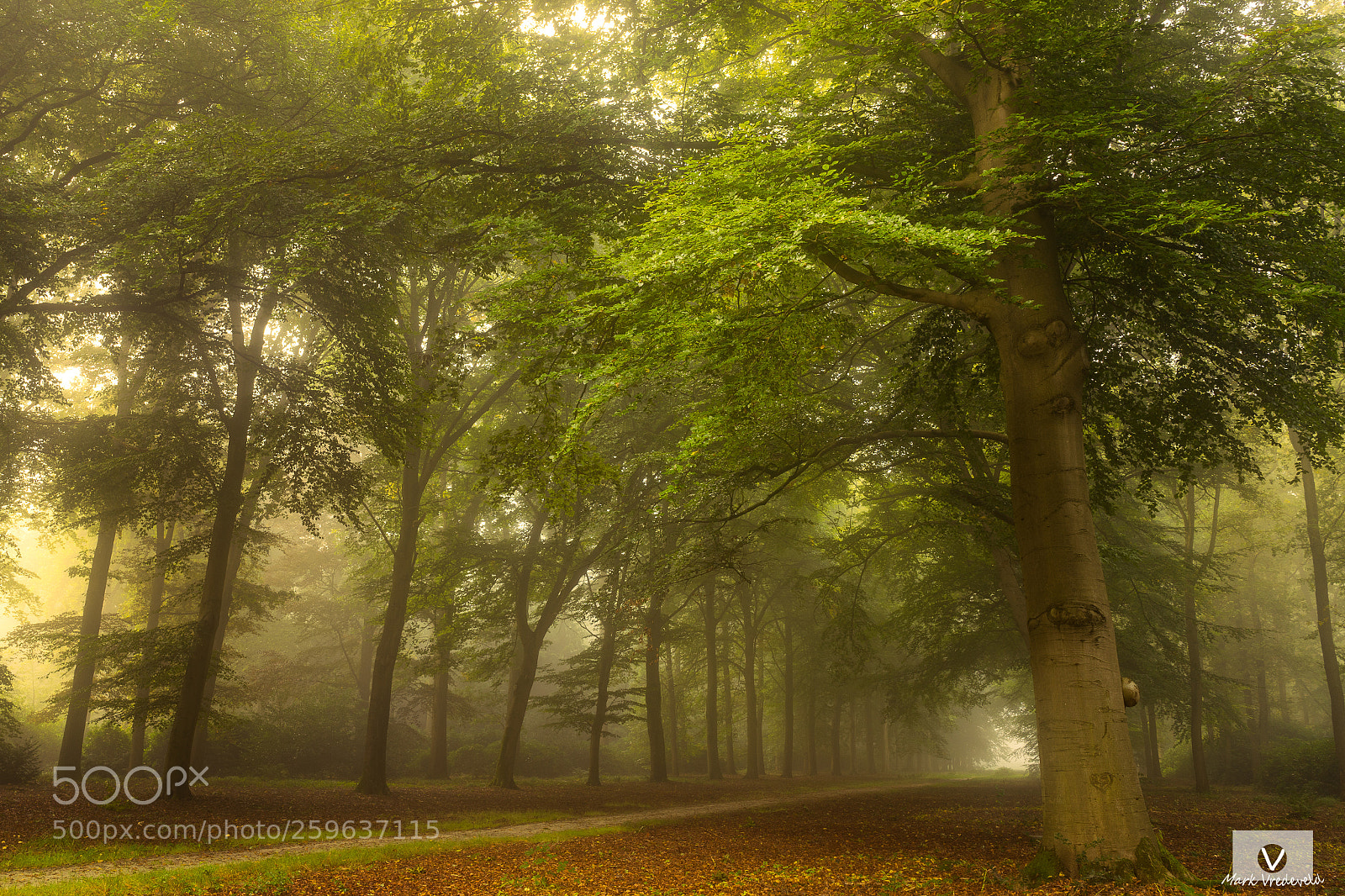 Sony a7 sample photo. The path photography