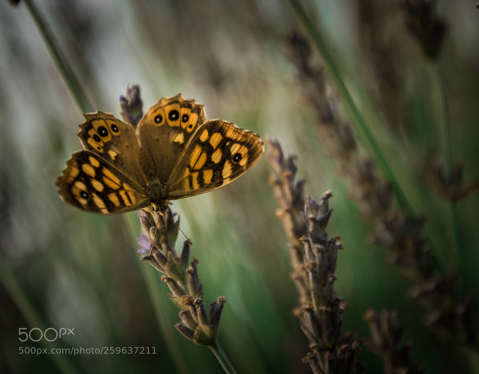 Nikon D750 sample photo. Mariposa photography