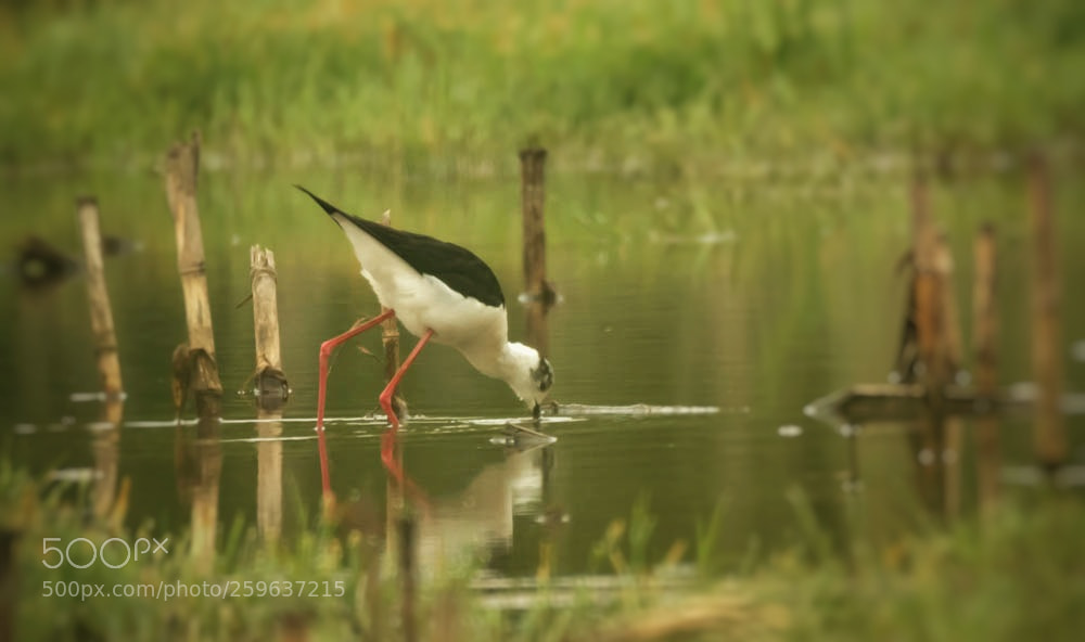 Nikon D500 sample photo. Chasse blanche en qu photography