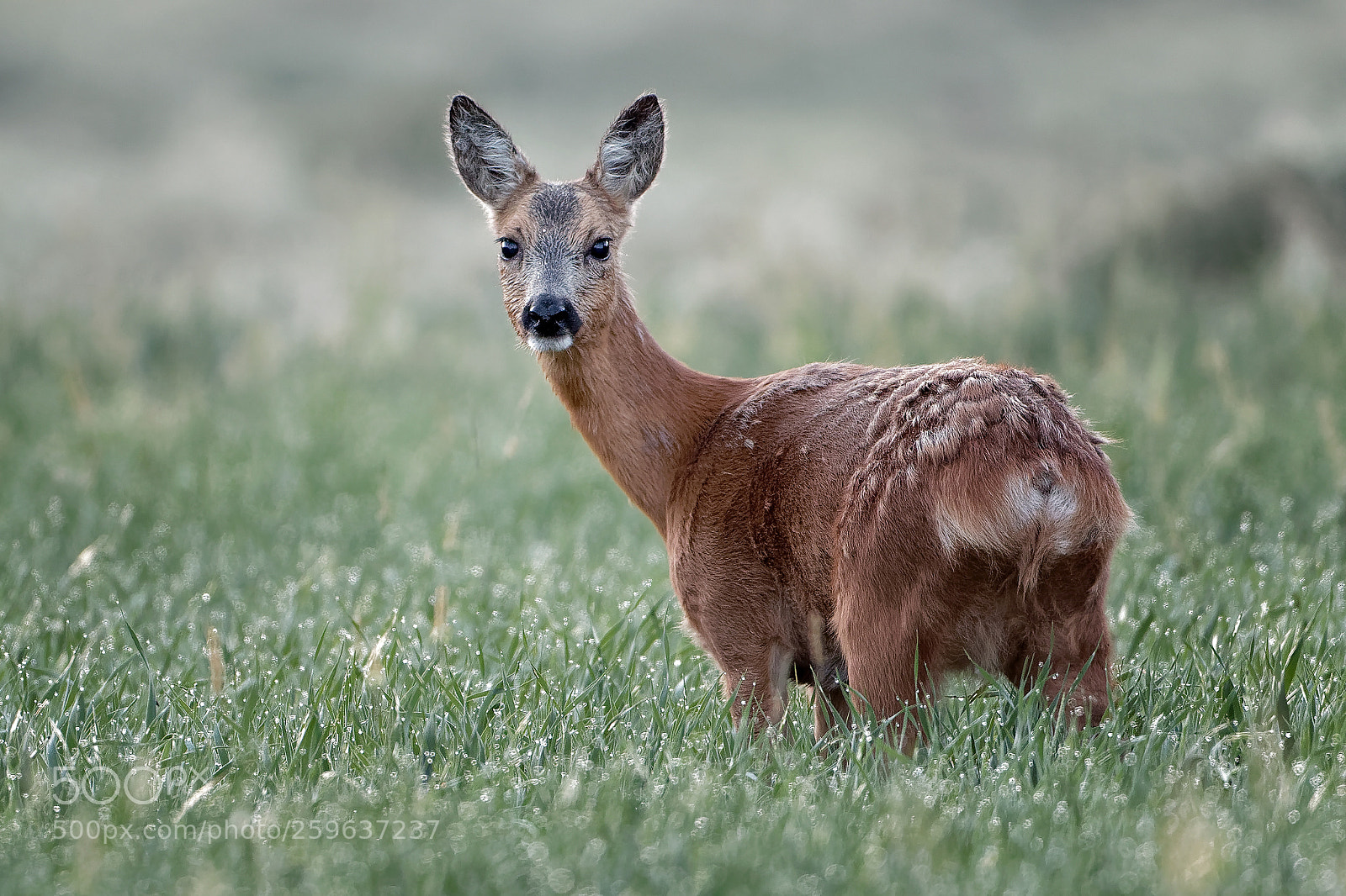 Canon EOS 7D Mark II sample photo. Wet meadow photography