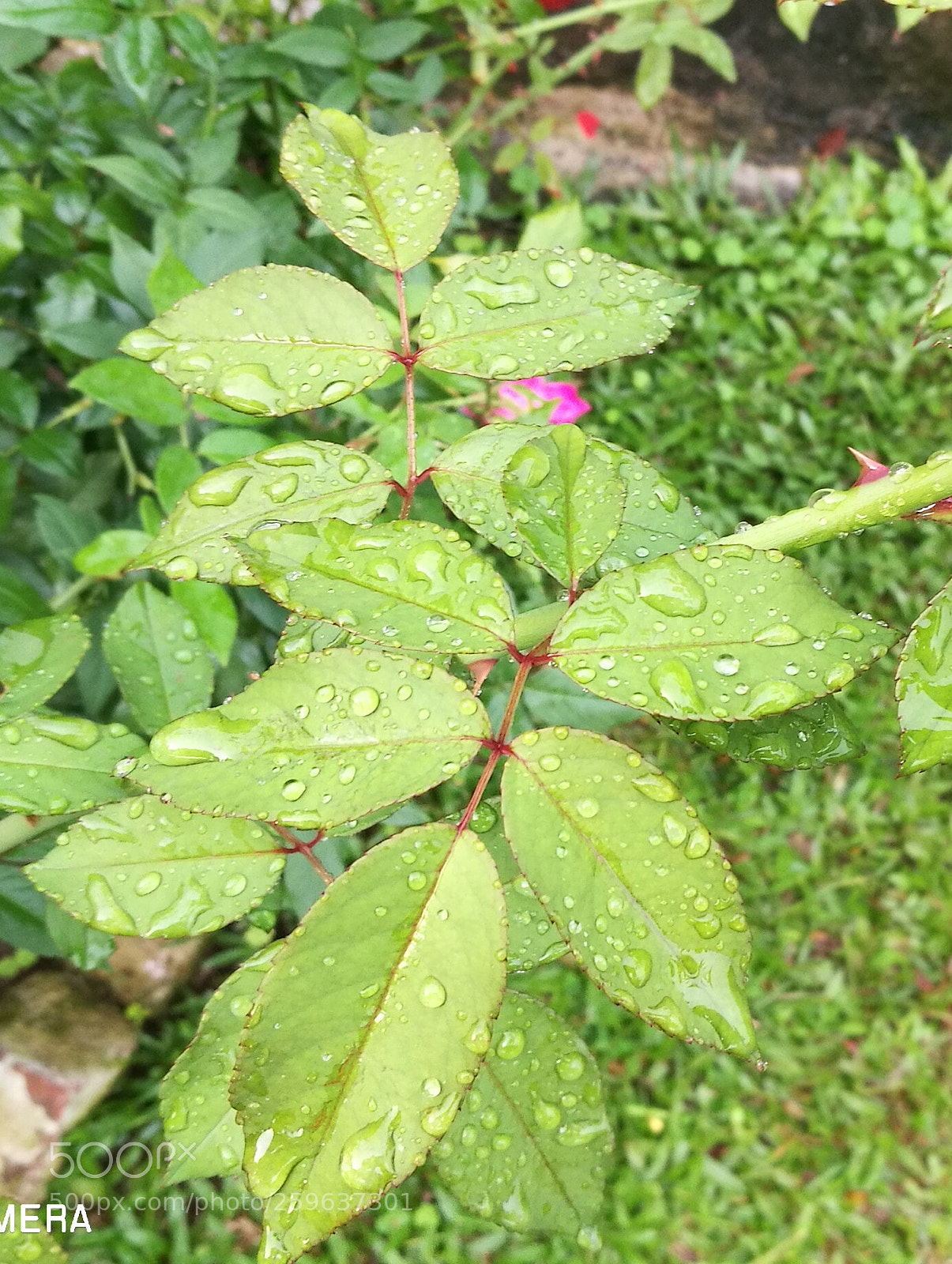 HUAWEI P9 sample photo. Rain drop photography