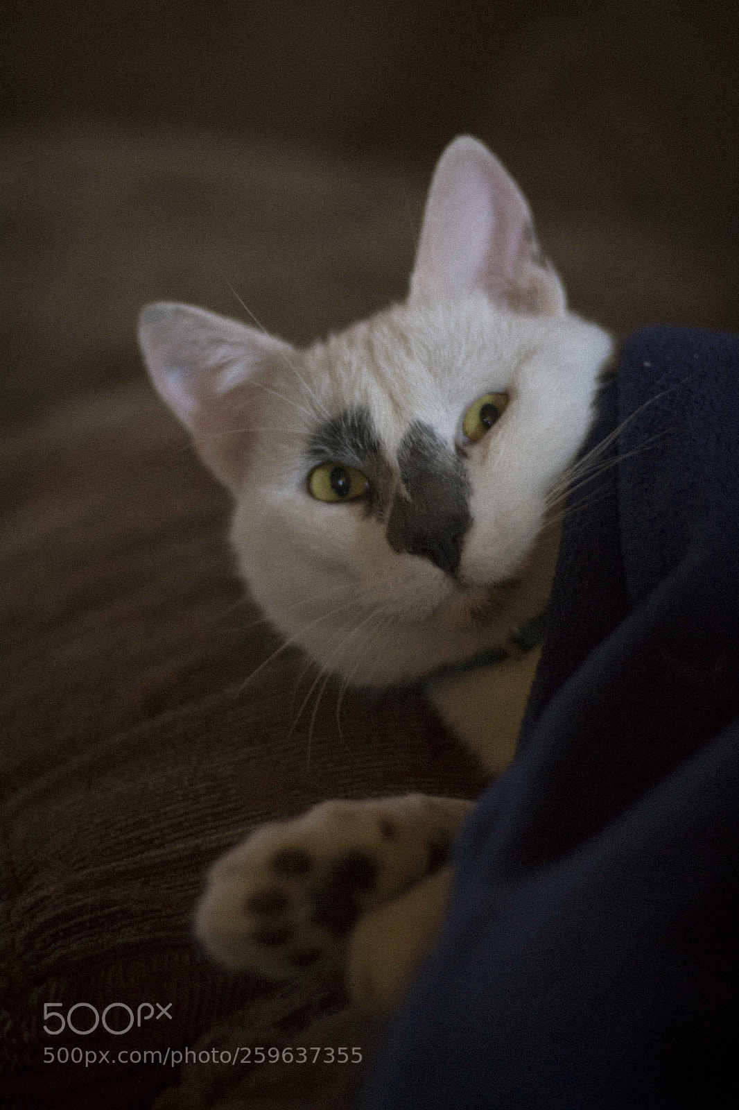 Canon EOS 700D (EOS Rebel T5i / EOS Kiss X7i) sample photo. Untitled photography