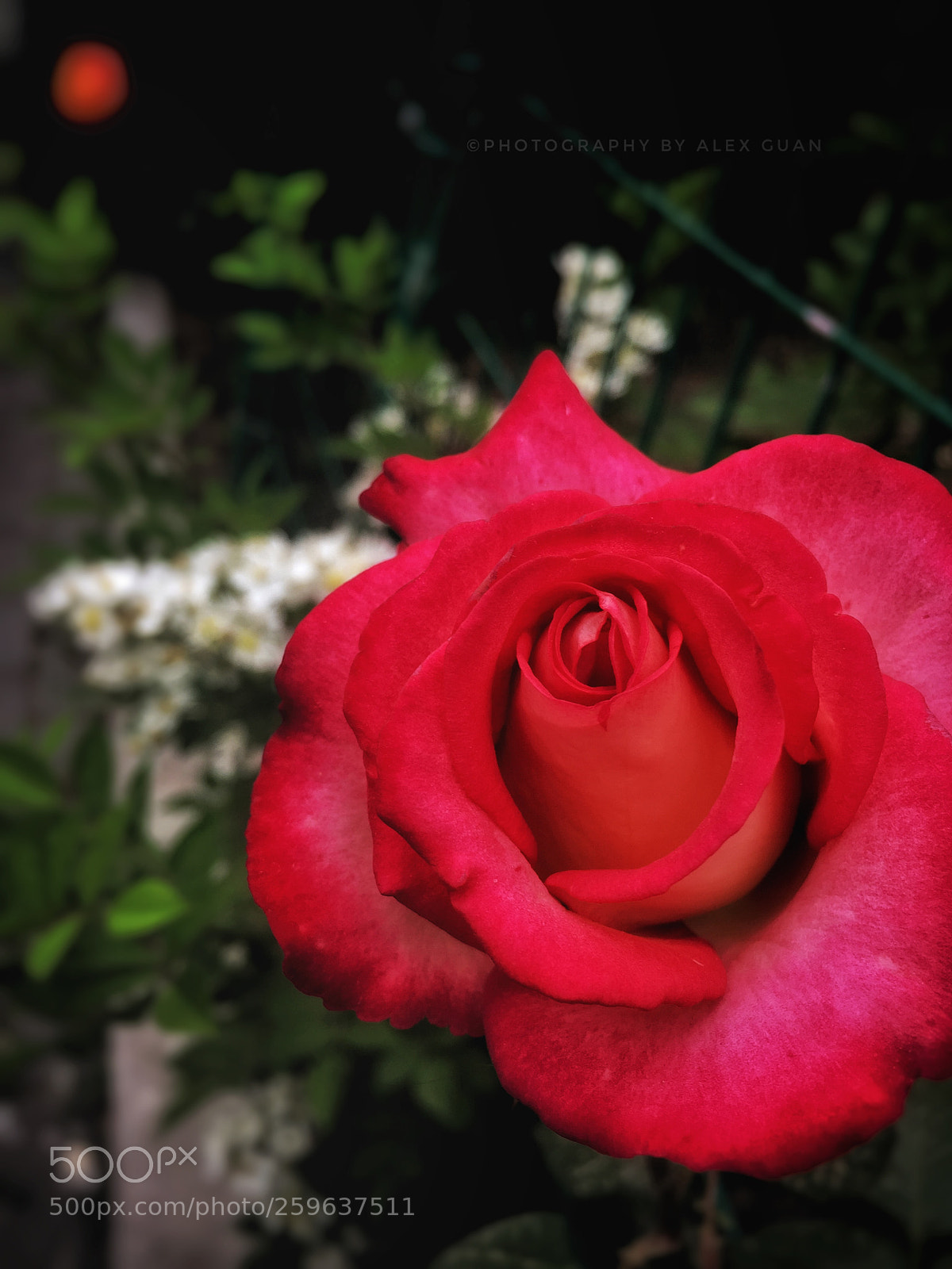 Apple iPhone 6 Plus sample photo. Red rose ii photography