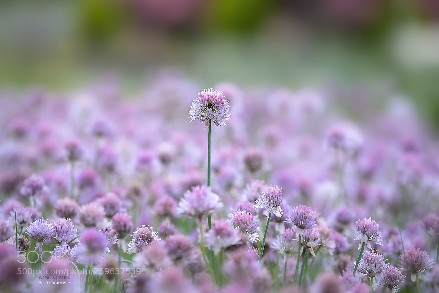 Pentax K-1 sample photo. Dreaming with flowers-11 photography
