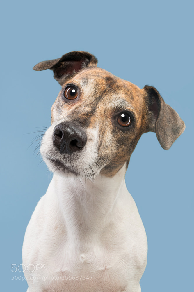 Fujifilm X-T2 sample photo. A terrier all ears photography