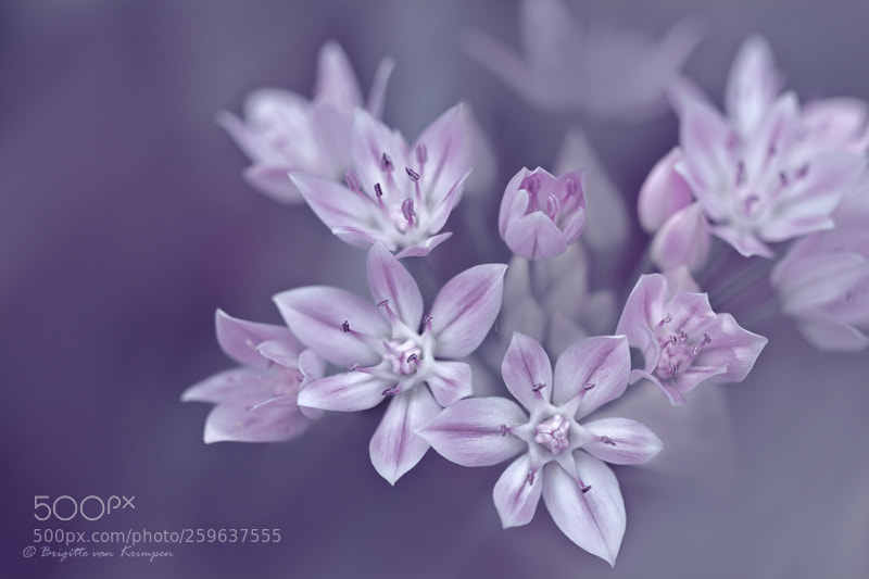 Canon EOS 60D sample photo. Pink promise photography