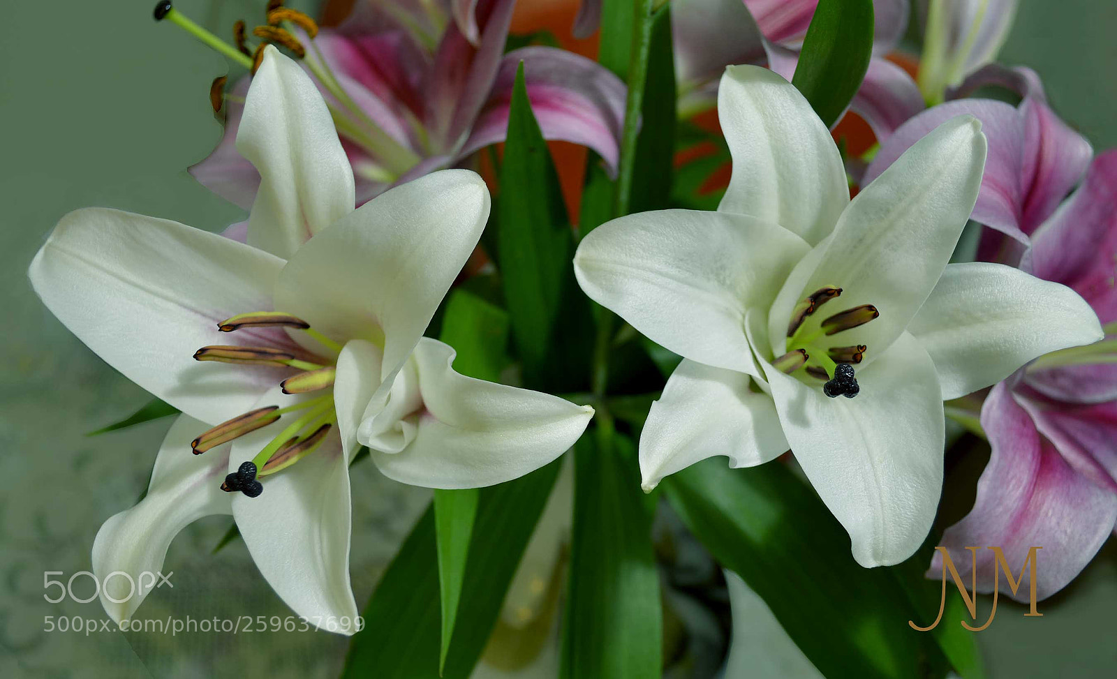 Nikon D5100 sample photo. Pink and white mix photography