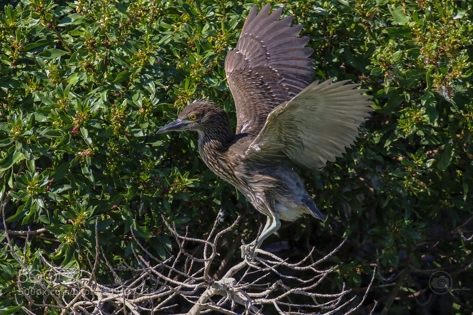 Canon EOS 7D Mark II sample photo. Night heron chicklet photography
