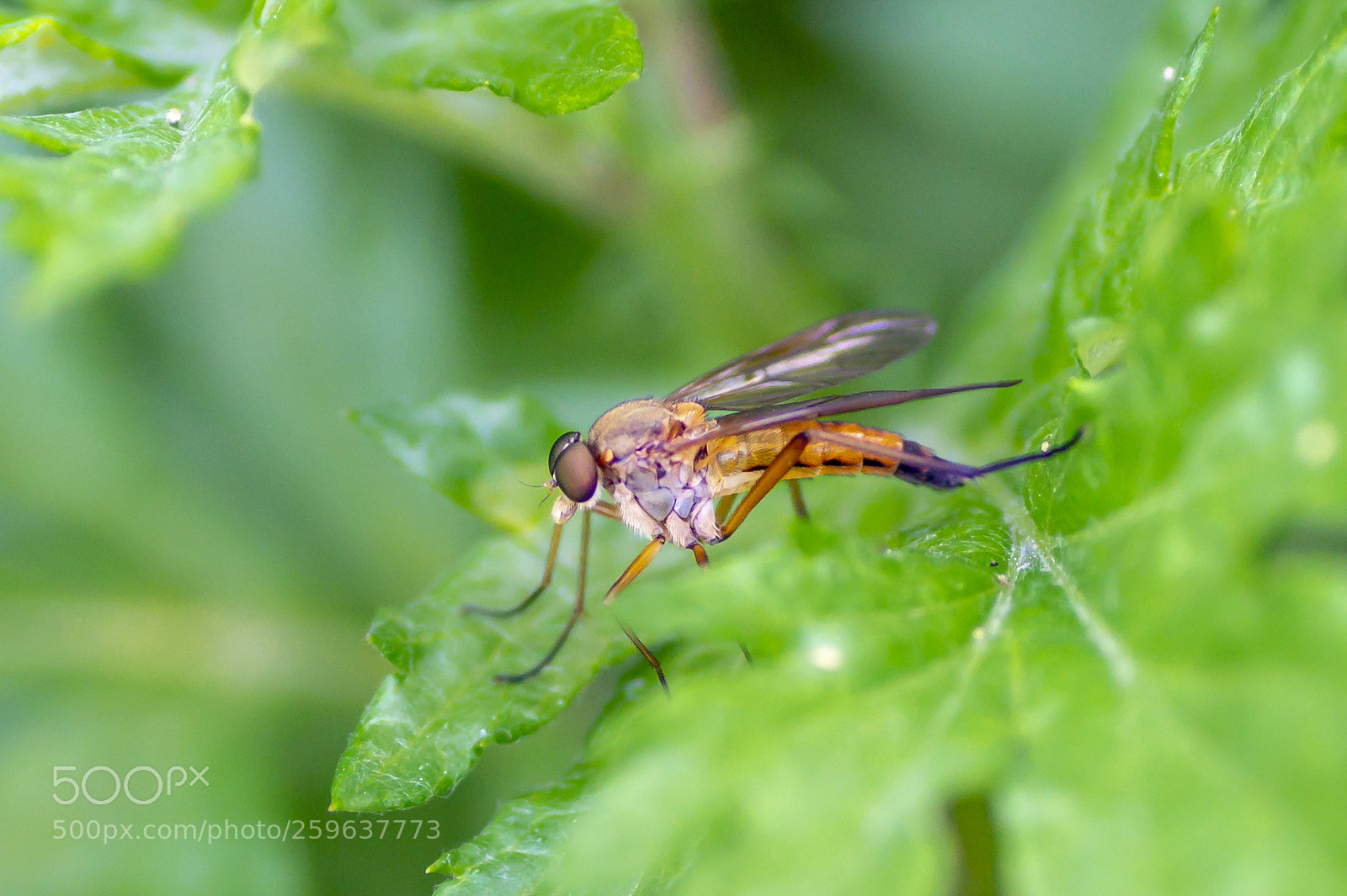 Sony SLT-A58 sample photo. Robber fly photography