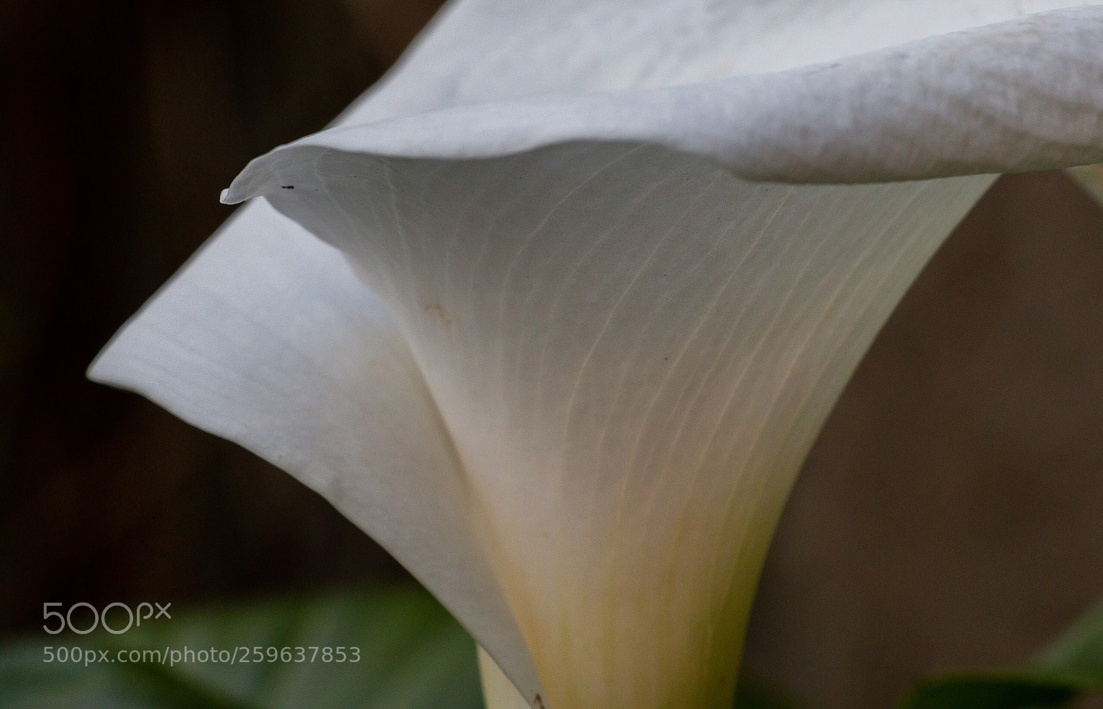 Canon EOS 70D sample photo. Lily photography