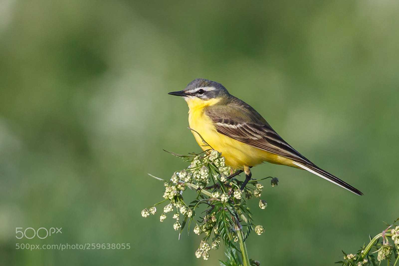 Canon EOS 5D Mark II sample photo. Motacilla flava - blue photography