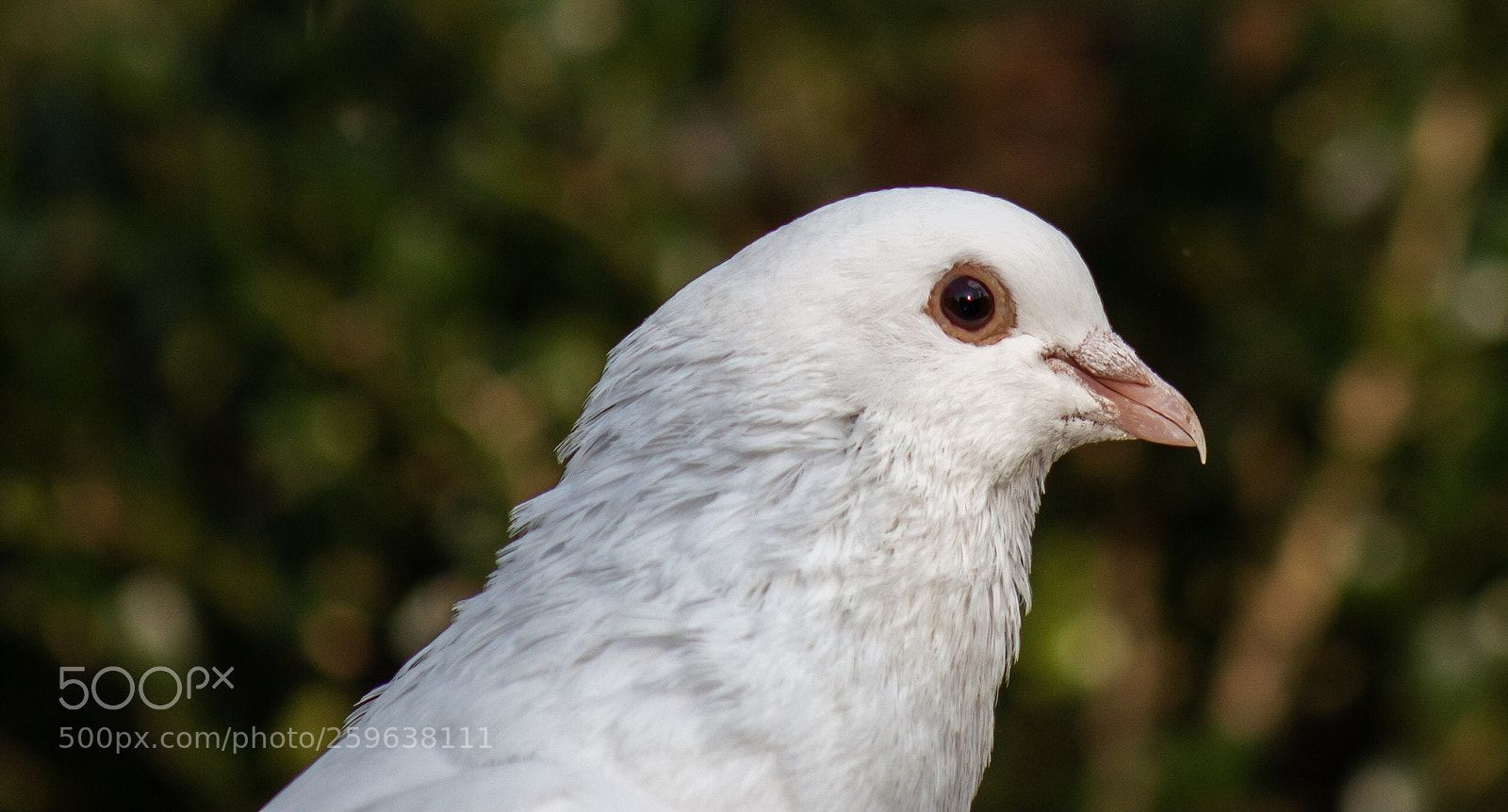 Canon EOS 70D sample photo. Dove photography